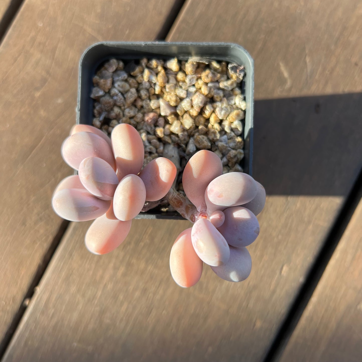1405 Graptopetalum Amethystinum / Lavender Pebbles (Double)