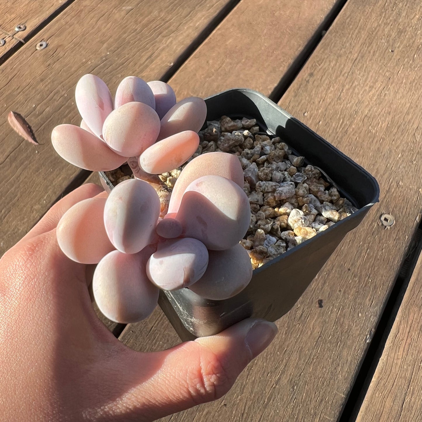 1405 Graptopetalum Amethystinum / Lavender Pebbles (Double)