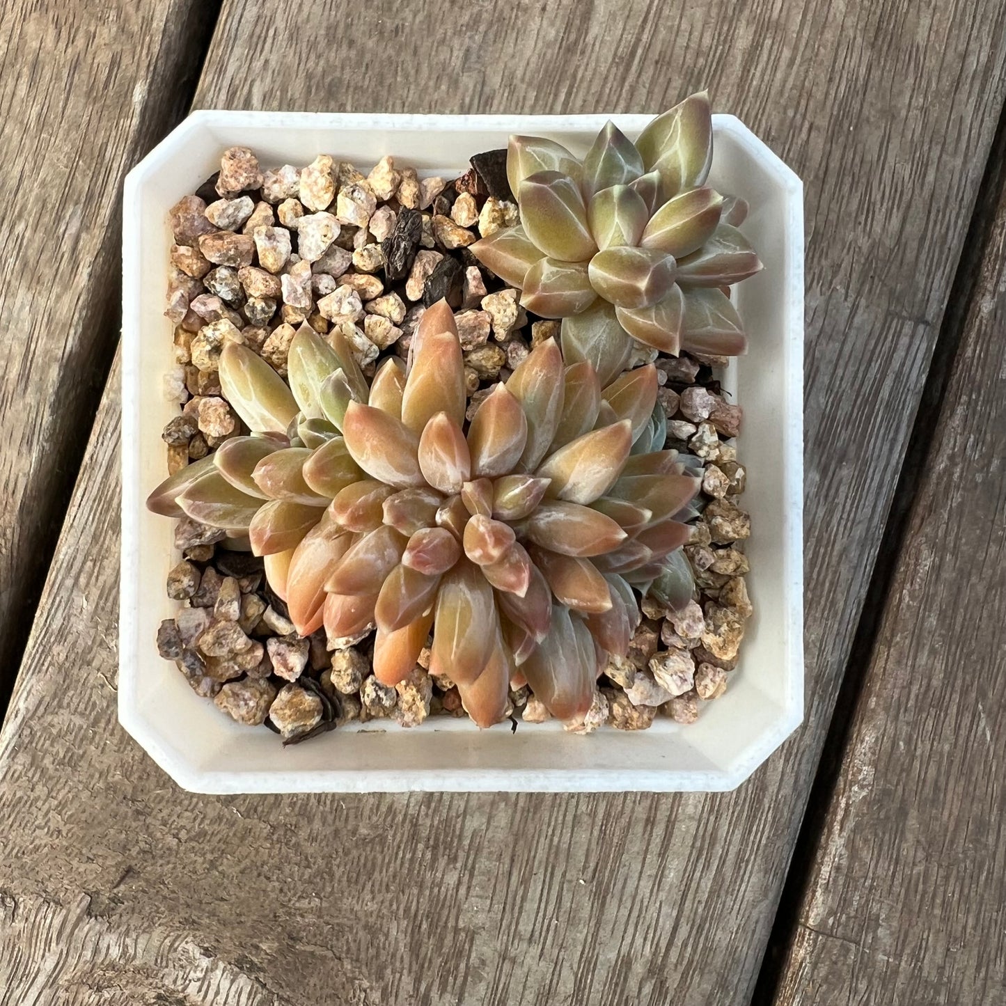 1405 Pachyphytum Chiseled Stones Cresta