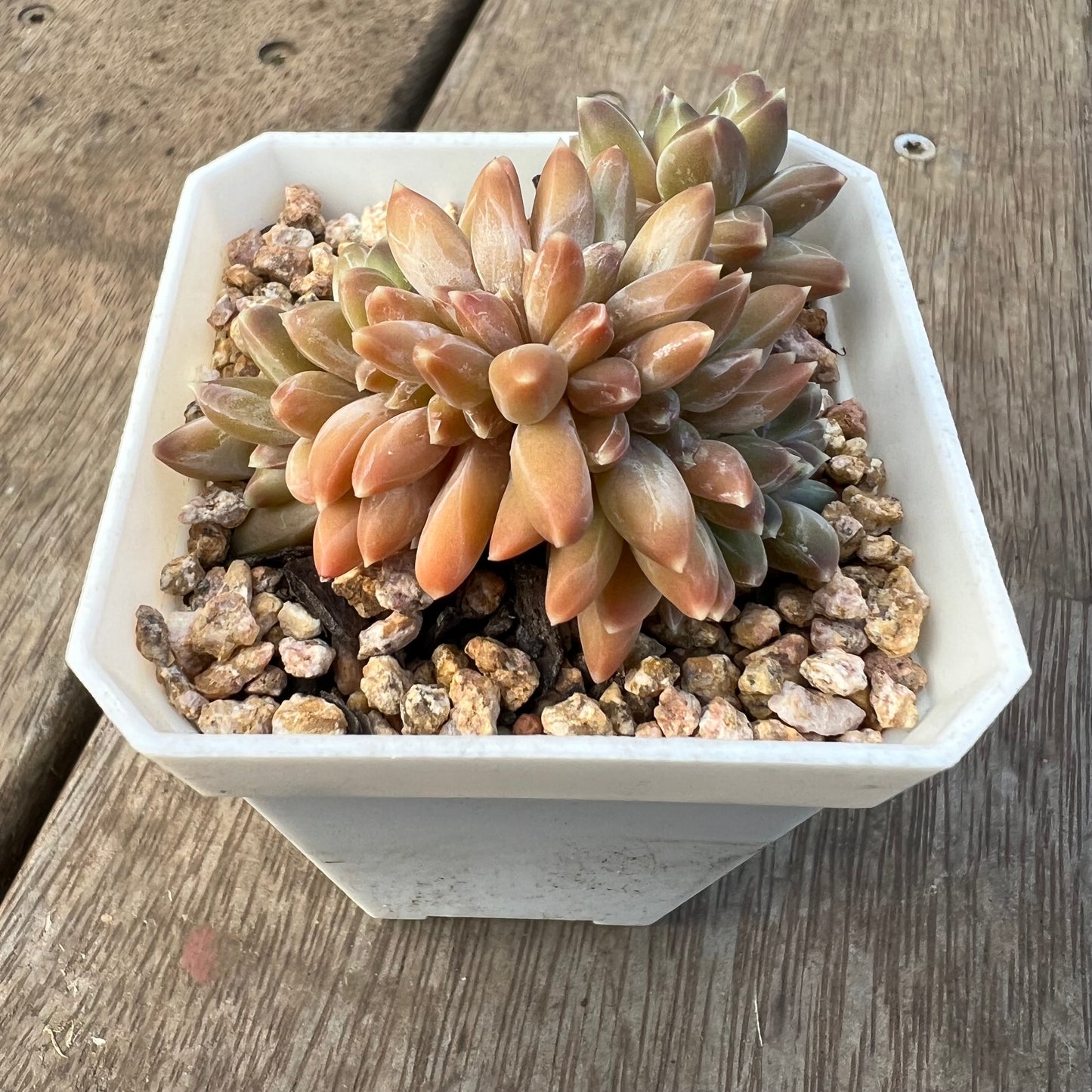 1405 Pachyphytum Chiseled Stones Cresta