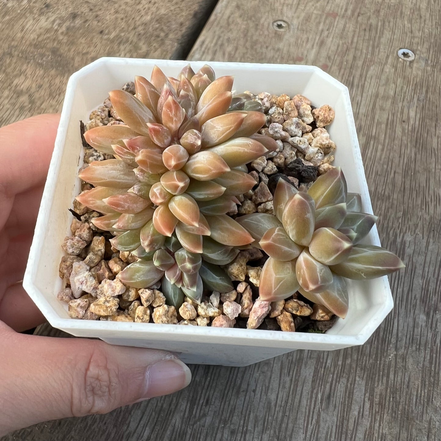 1405 Pachyphytum Chiseled Stones Cresta