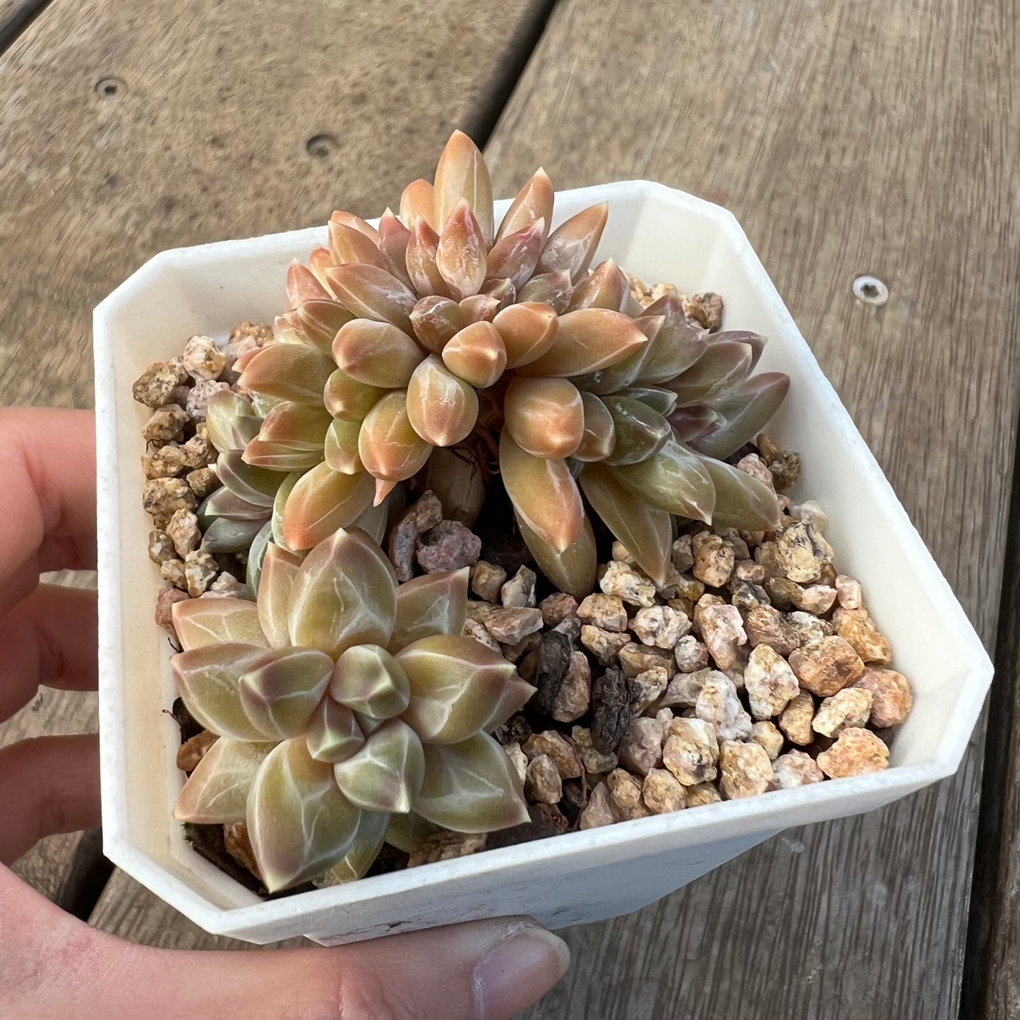 1405 Pachyphytum Chiseled Stones Cresta