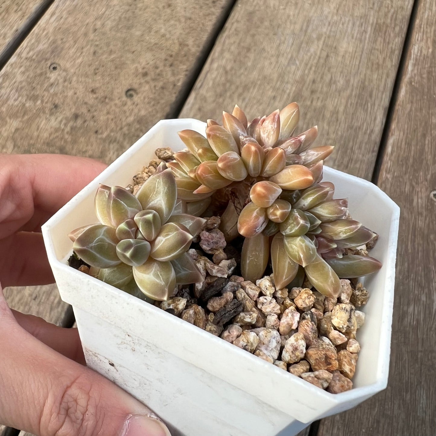 1405 Pachyphytum Chiseled Stones Cresta