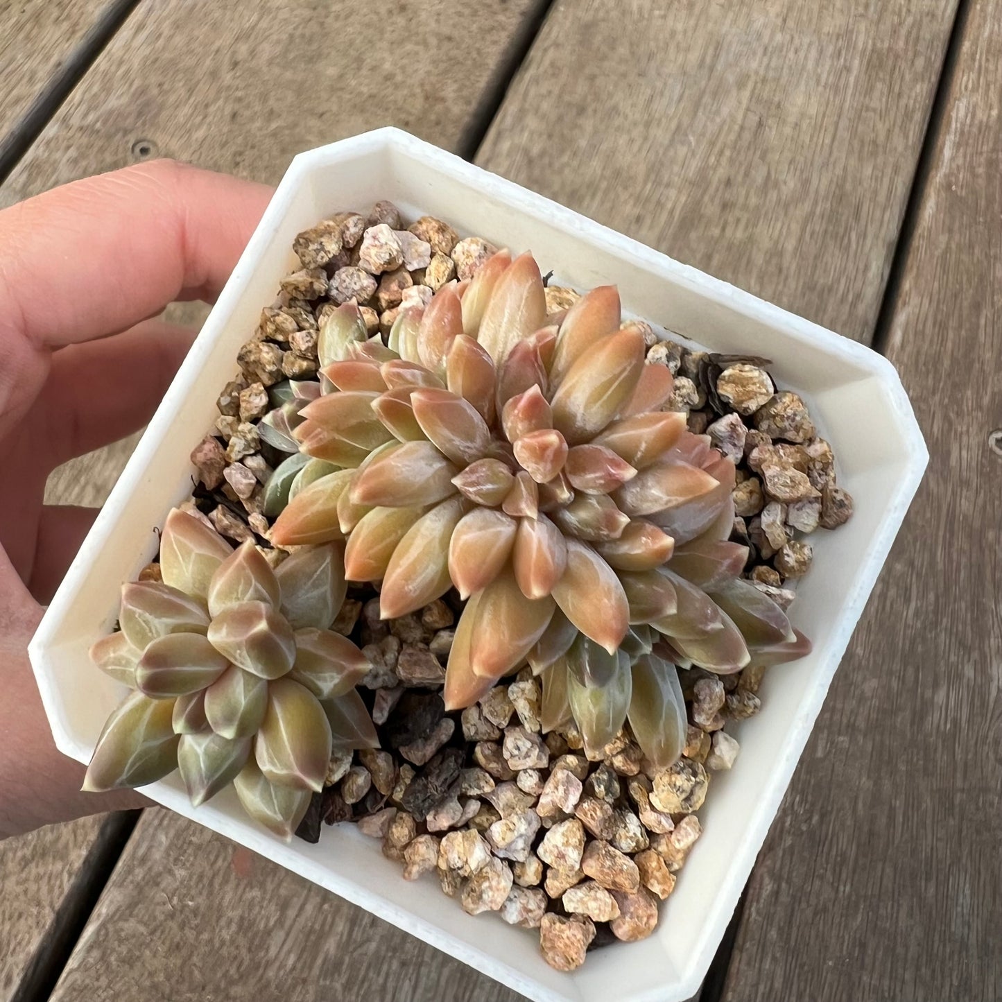 1405 Pachyphytum Chiseled Stones Cresta