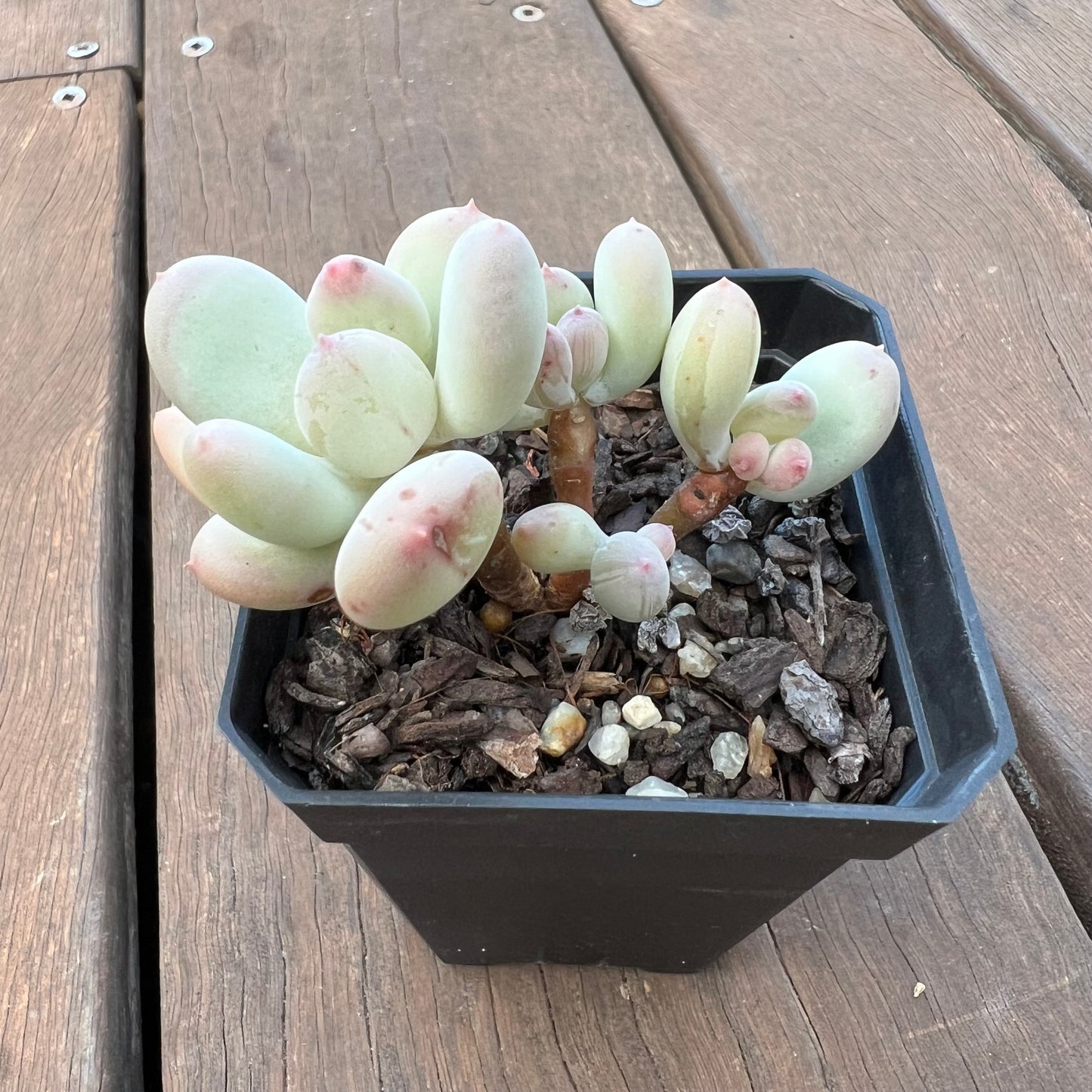 1405 Pachyphytum Oviferum Mikadukibijin