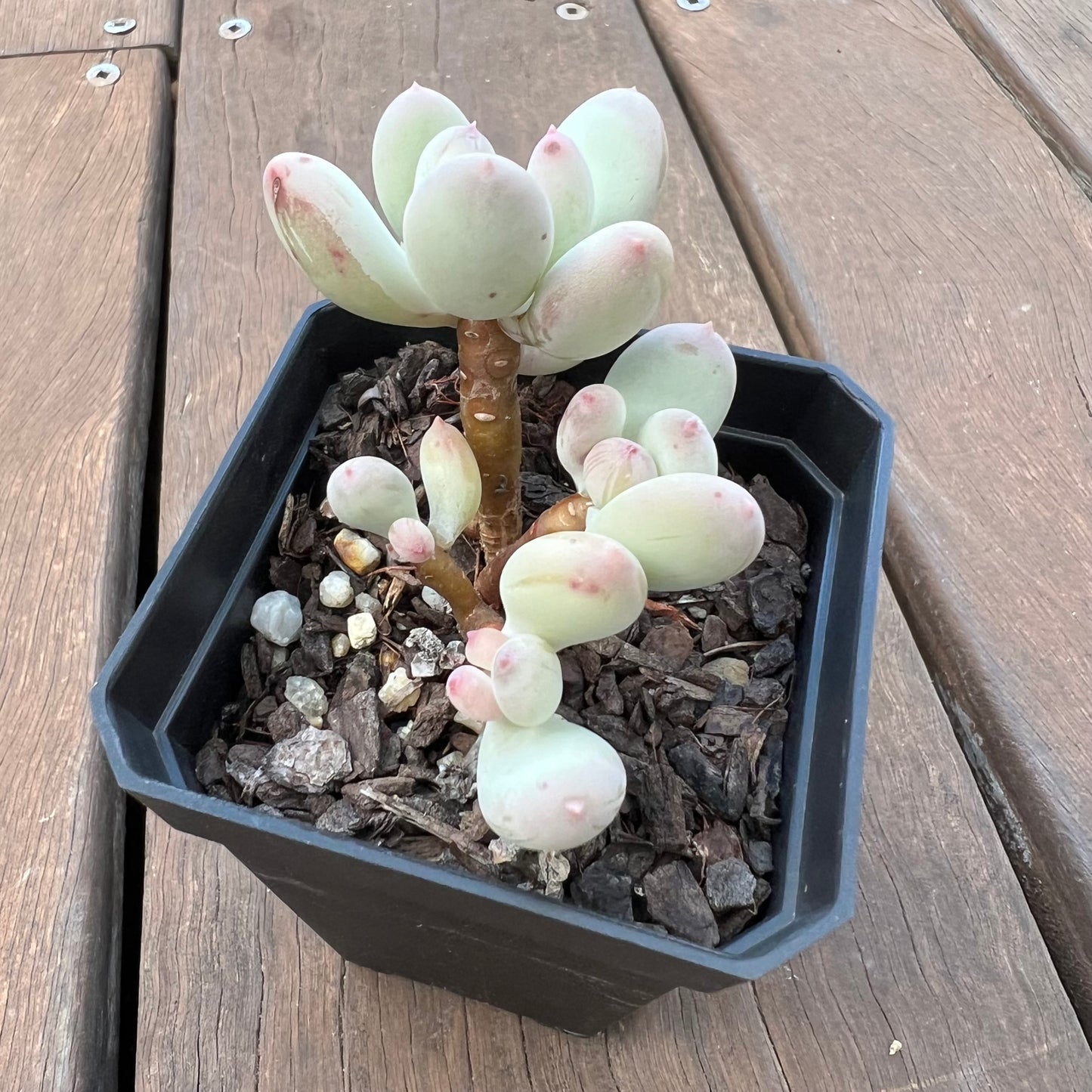 1405 Pachyphytum Oviferum Mikadukibijin