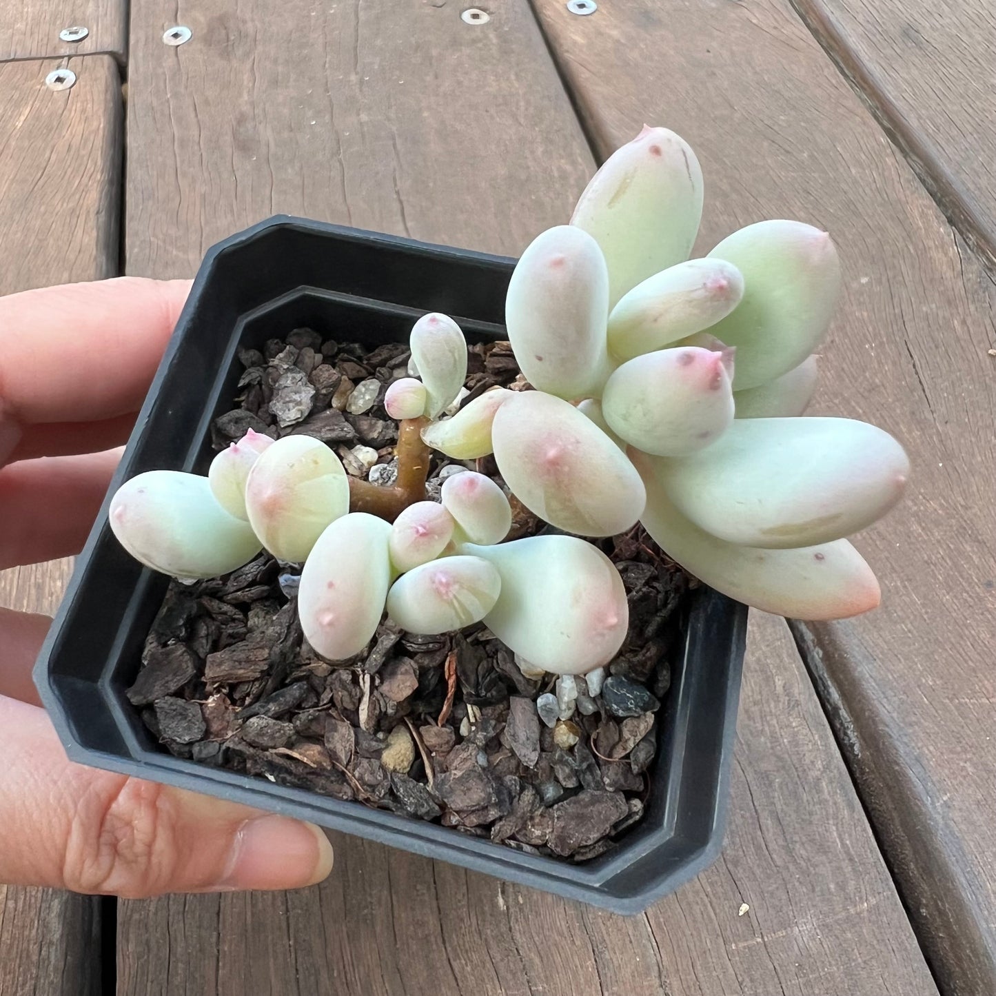 1405 Pachyphytum Oviferum Mikadukibijin