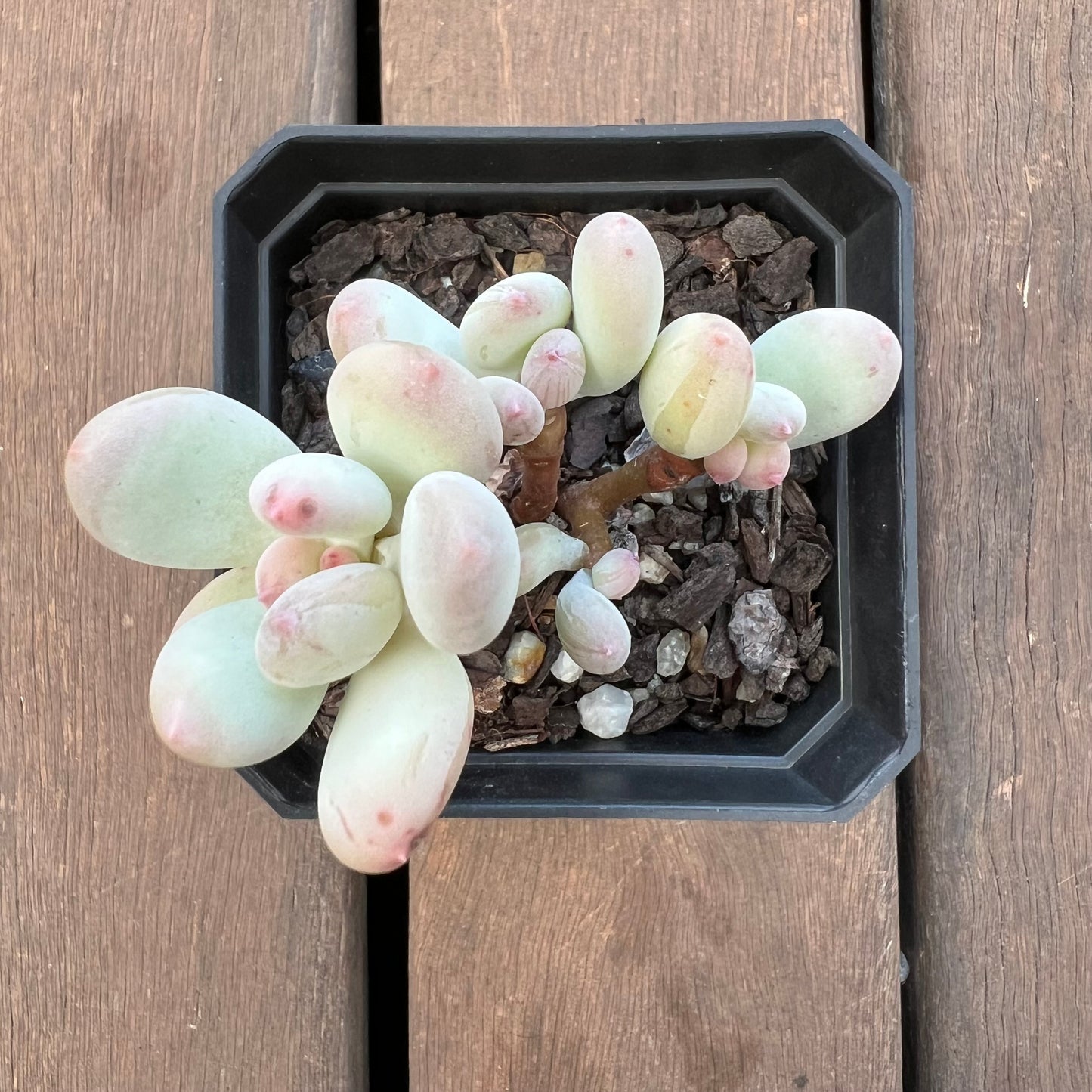 1405 Pachyphytum Oviferum Mikadukibijin