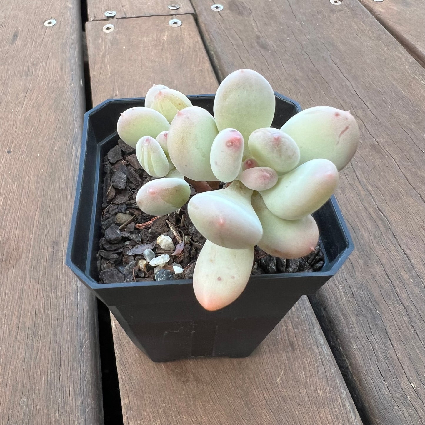 1405 Pachyphytum Oviferum Mikadukibijin