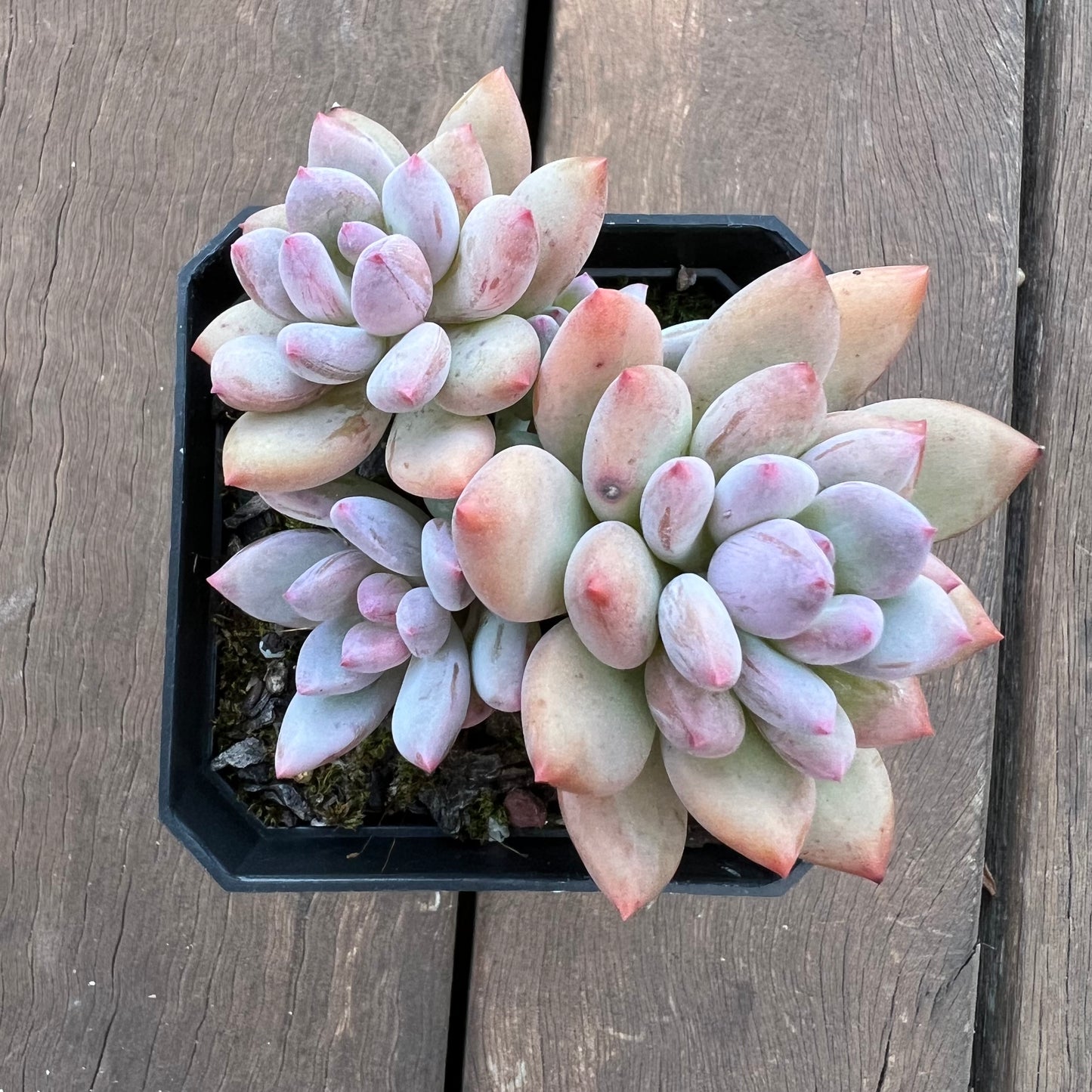1405 Pachyveria Virgo