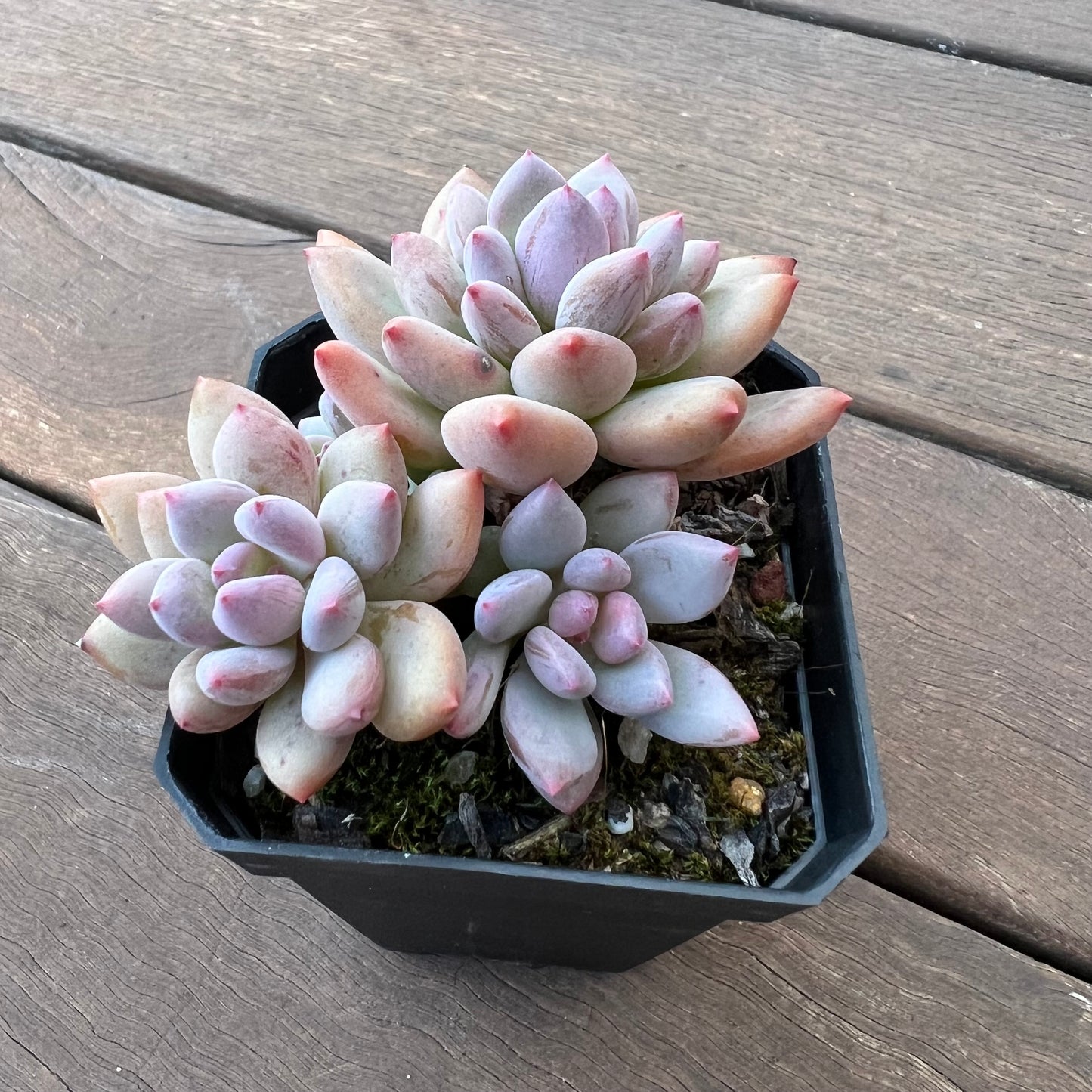 1405 Pachyveria Virgo