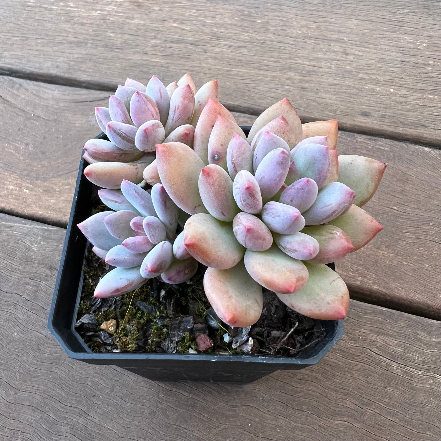 1405 Pachyveria Virgo