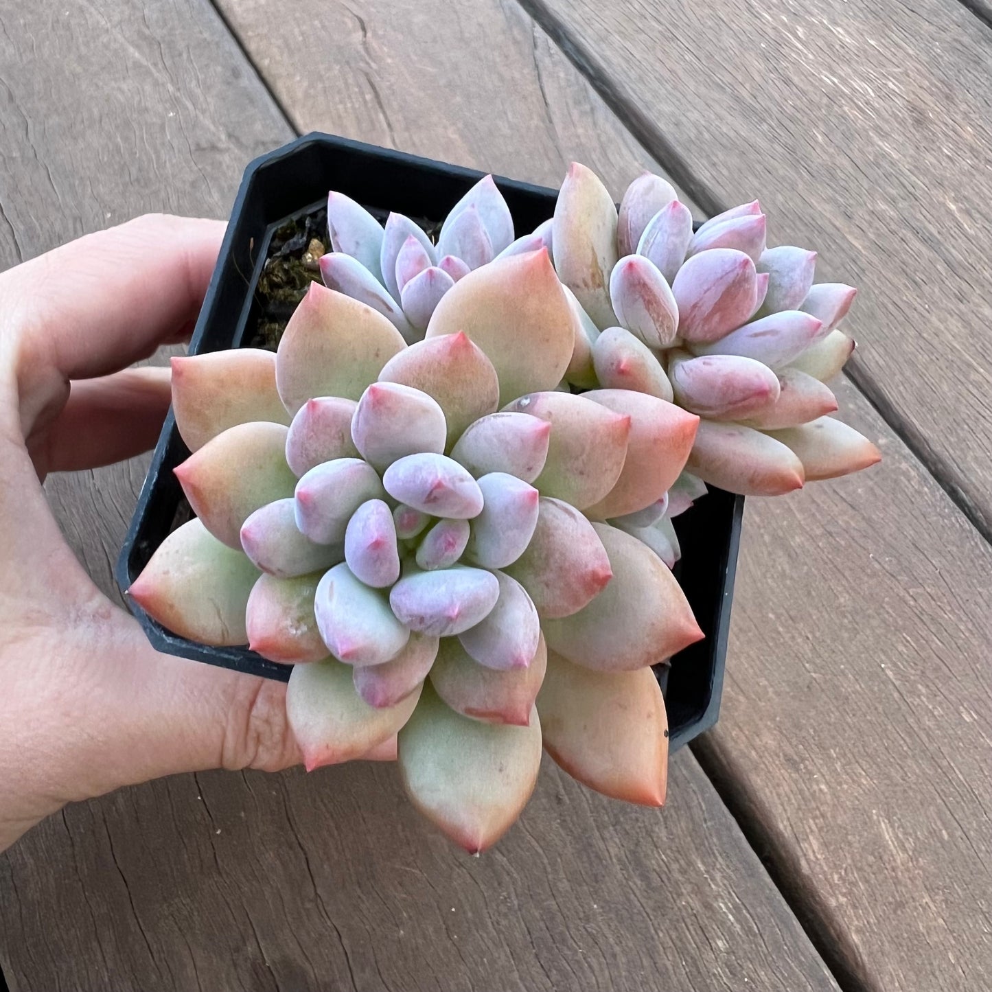 1405 Pachyveria Virgo