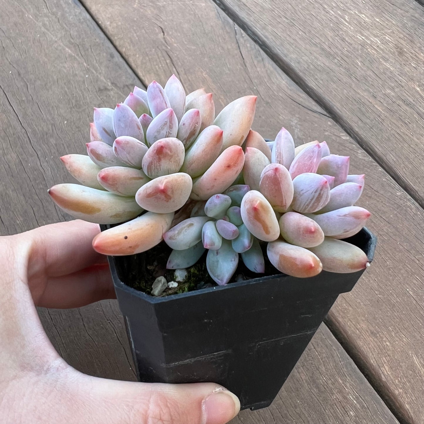 1405 Pachyveria Virgo