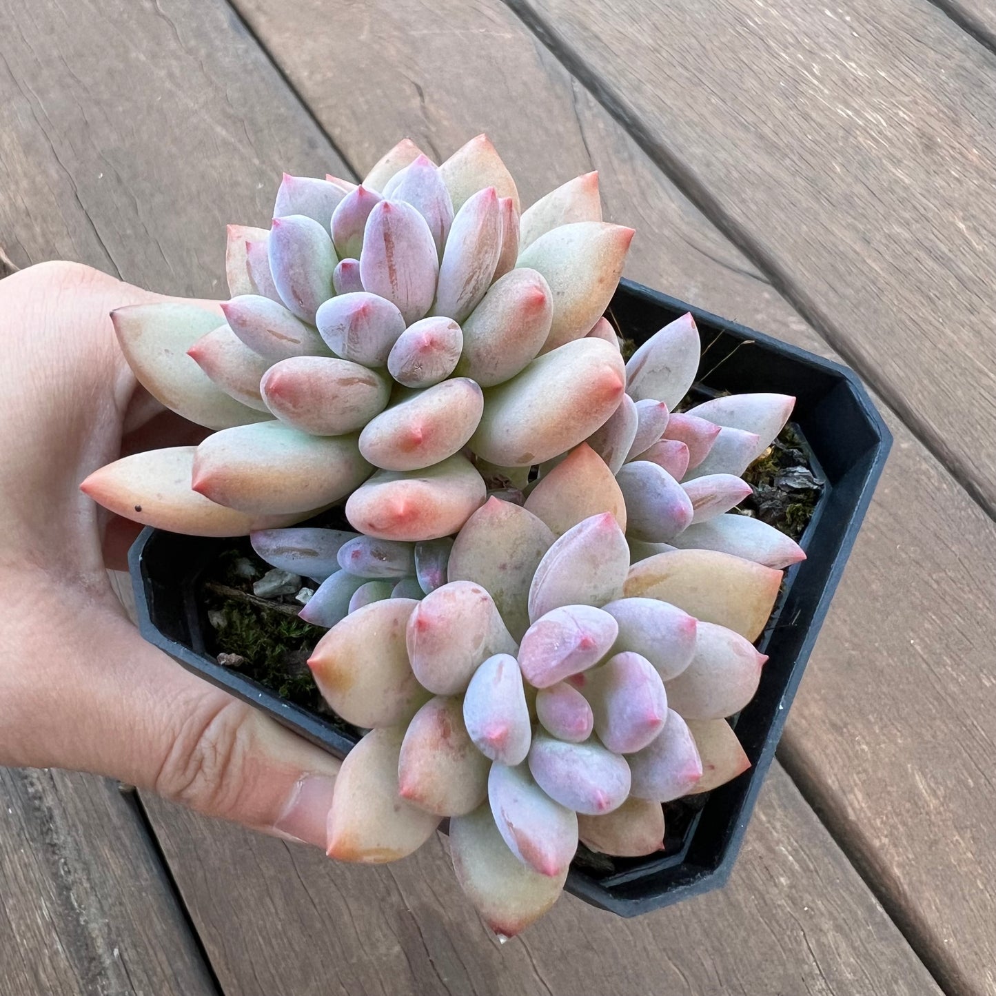 1405 Pachyveria Virgo