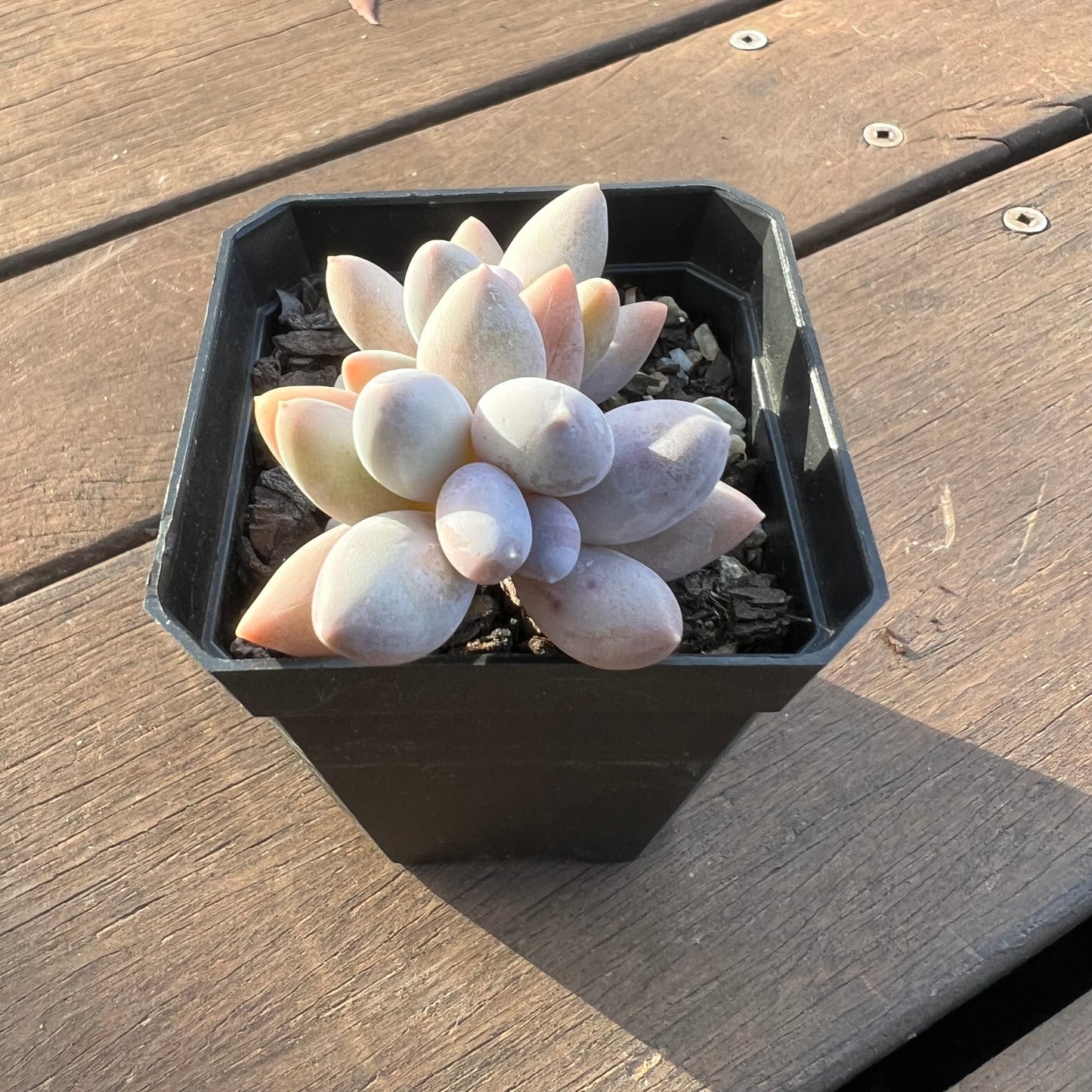 1405 Sedeveria 'Blue Mist'