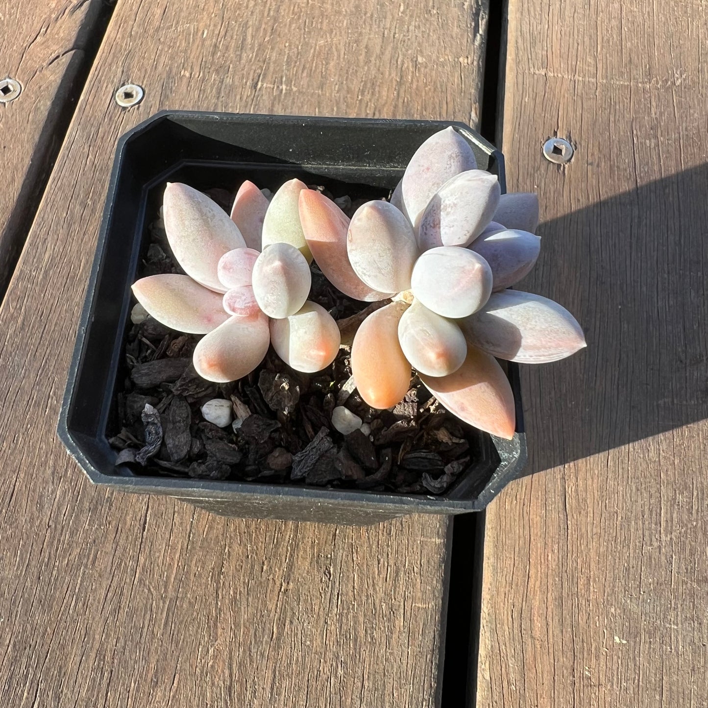 1405 Sedeveria 'Blue Mist'