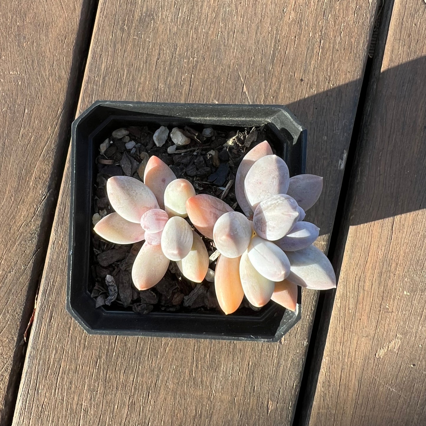 1405 Sedeveria 'Blue Mist'