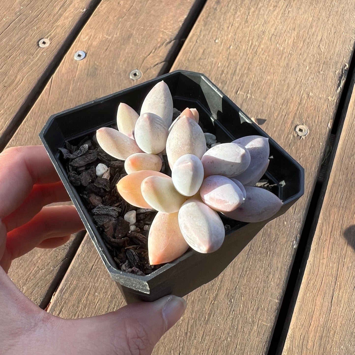 1405 Sedeveria 'Blue Mist'