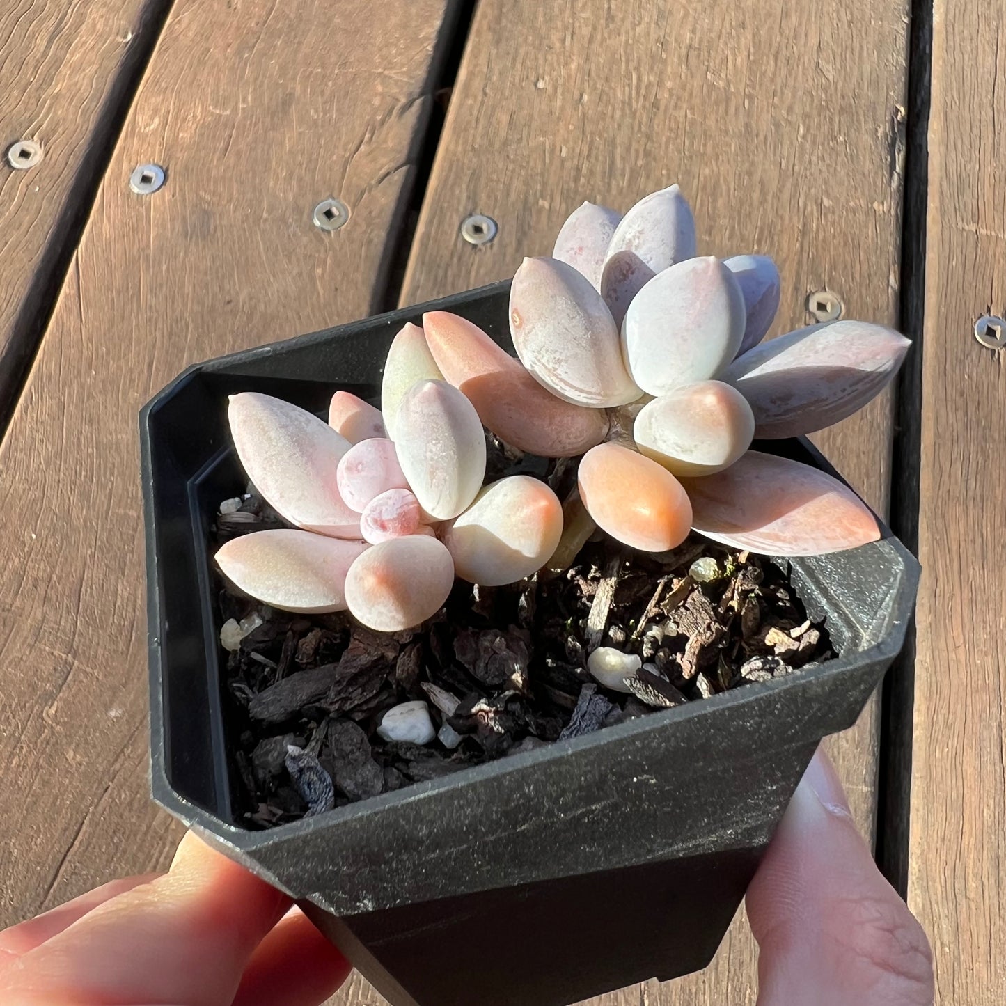 1405 Sedeveria 'Blue Mist'