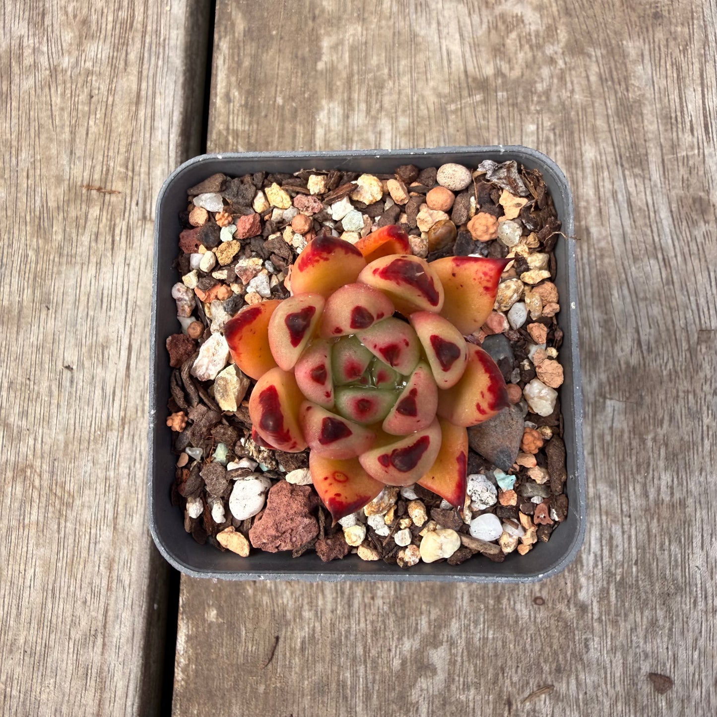 1410 Echeveria Agavoides Ebony 'Phoenix'