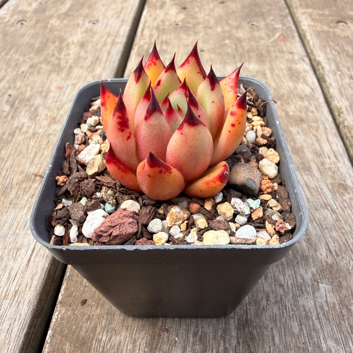 1410 Echeveria Agavoides Ebony 'Phoenix'