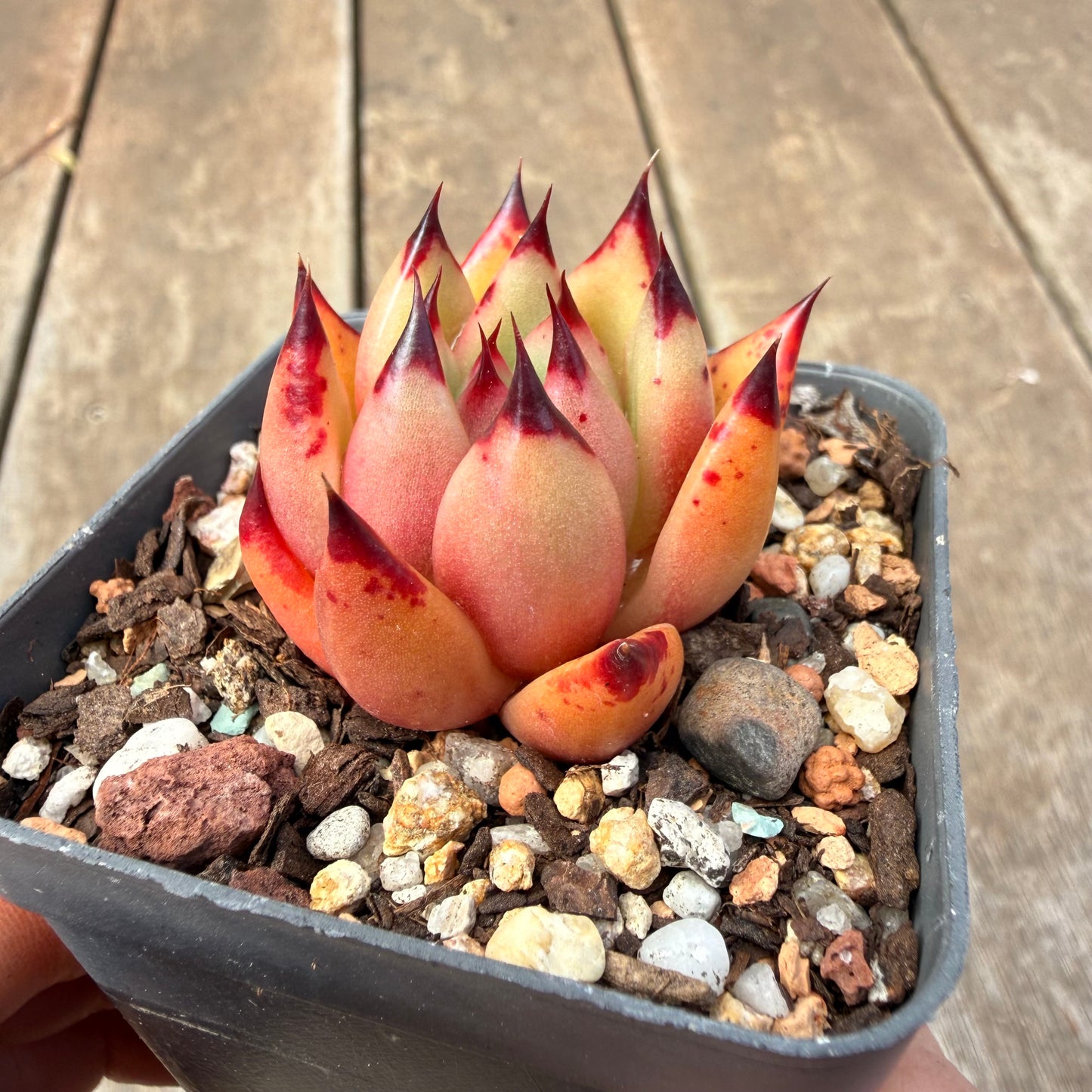 1410 Echeveria Agavoides Ebony 'Phoenix'