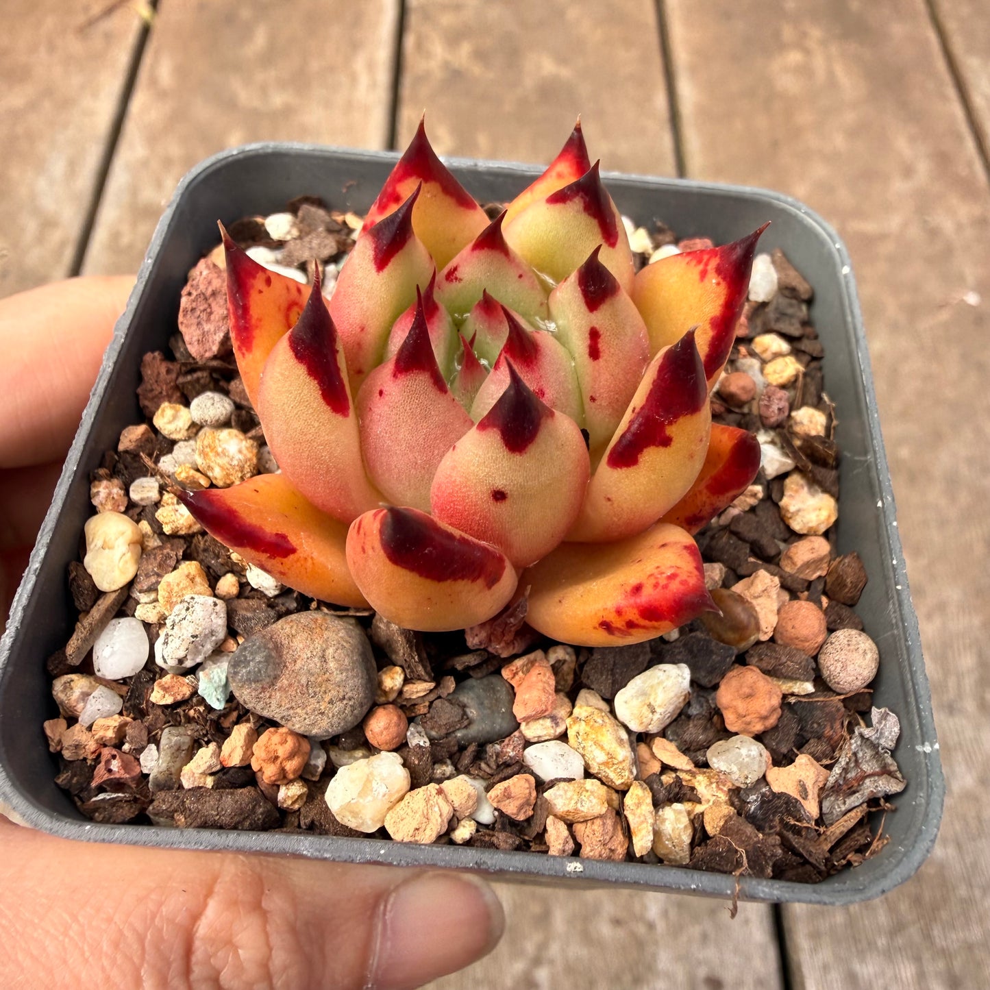 1410 Echeveria Agavoides Ebony 'Phoenix'