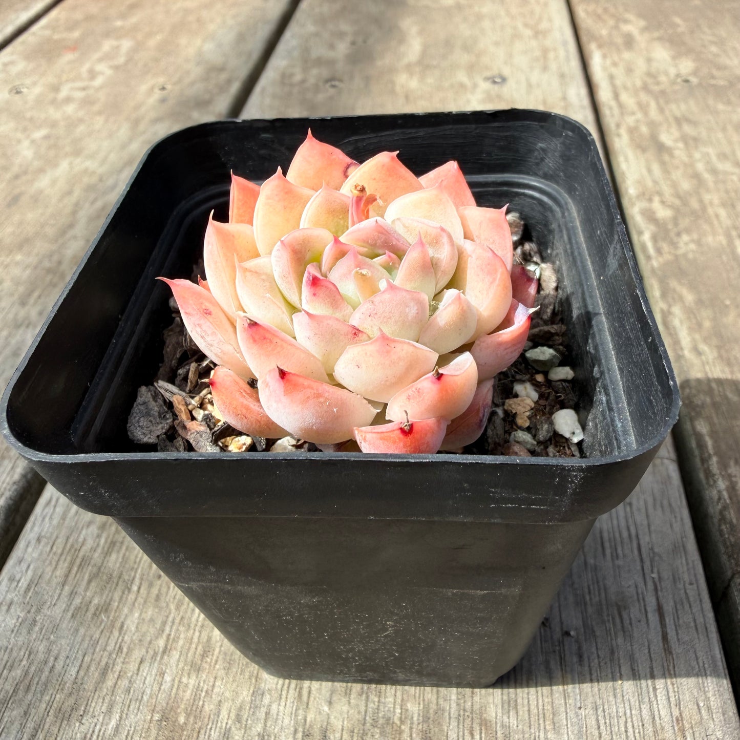 1410 Echeveria Barbie Doll