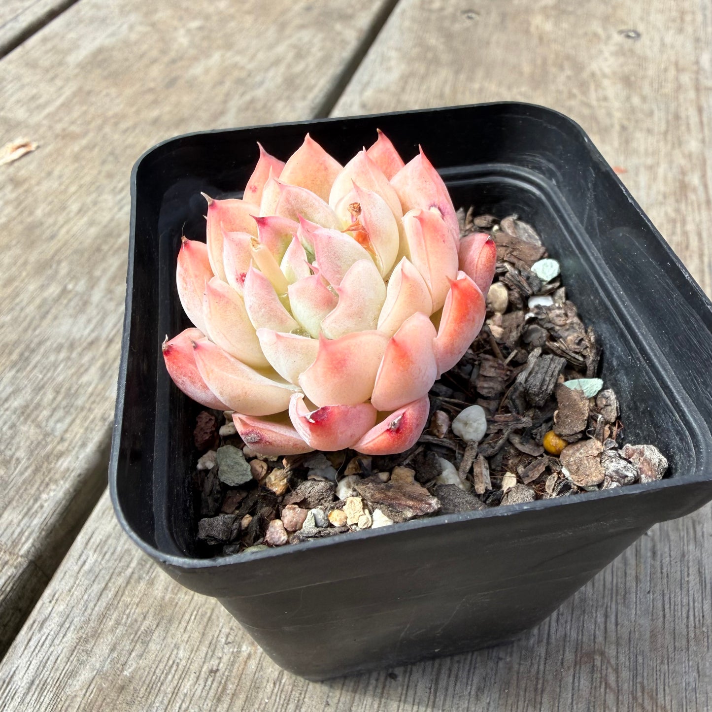 1410 Echeveria Barbie Doll