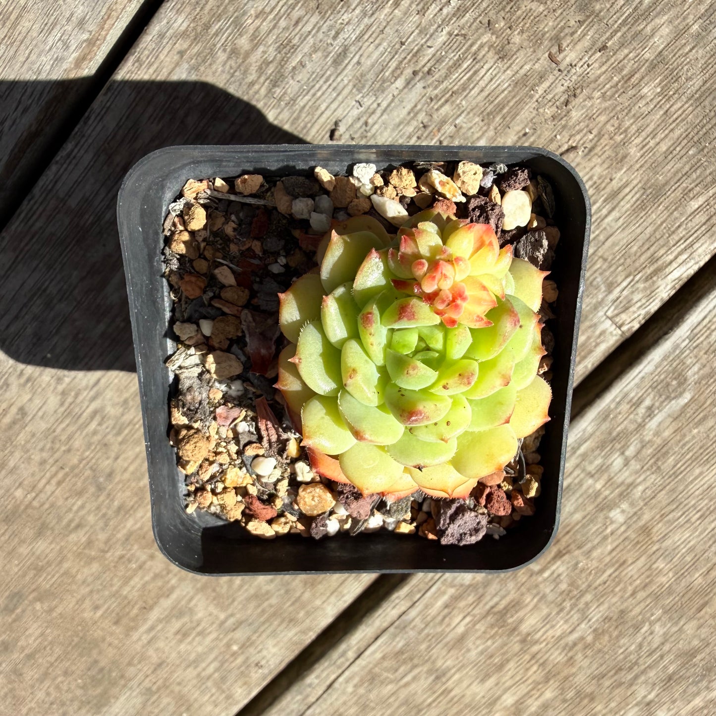 1410 Echeveria Dondo