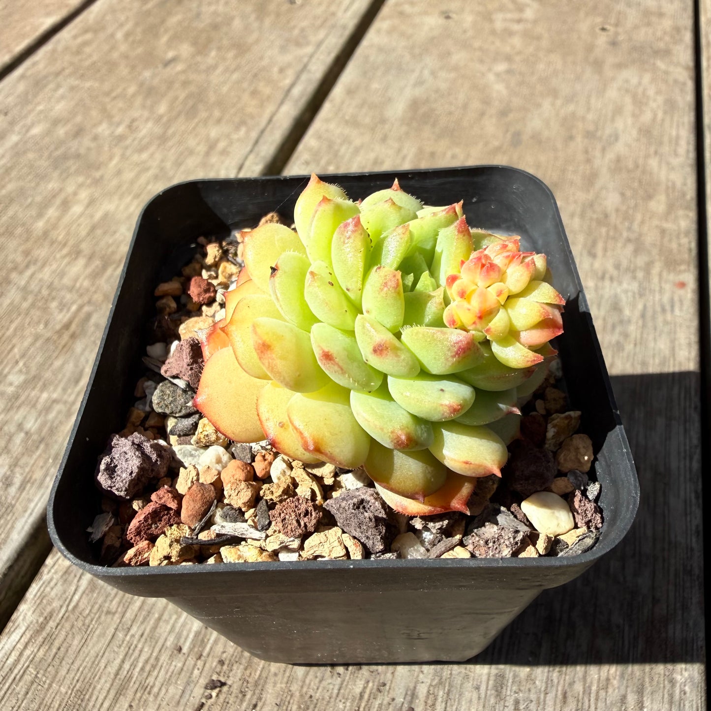 1410 Echeveria Dondo