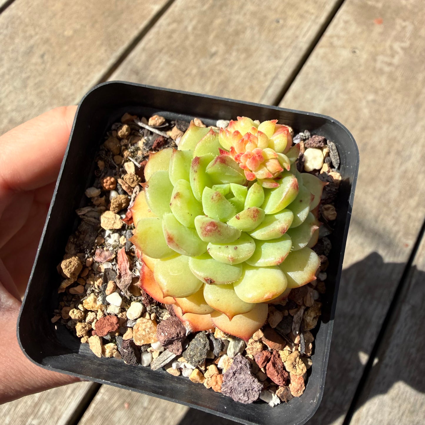 1410 Echeveria Dondo