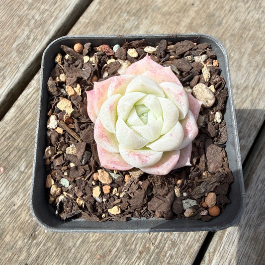 1410 Echeveria Elegans 'Crystal'