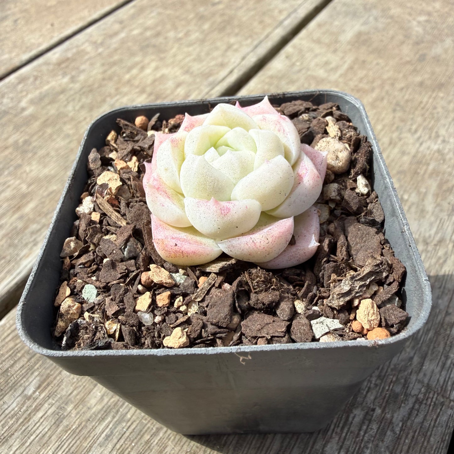 1410 Echeveria Elegans 'Crystal'