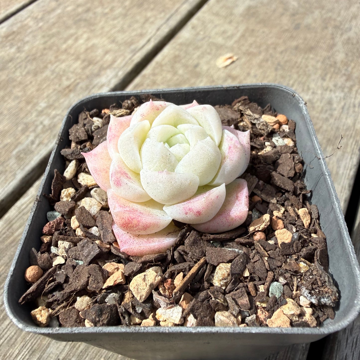 1410 Echeveria Elegans 'Crystal'