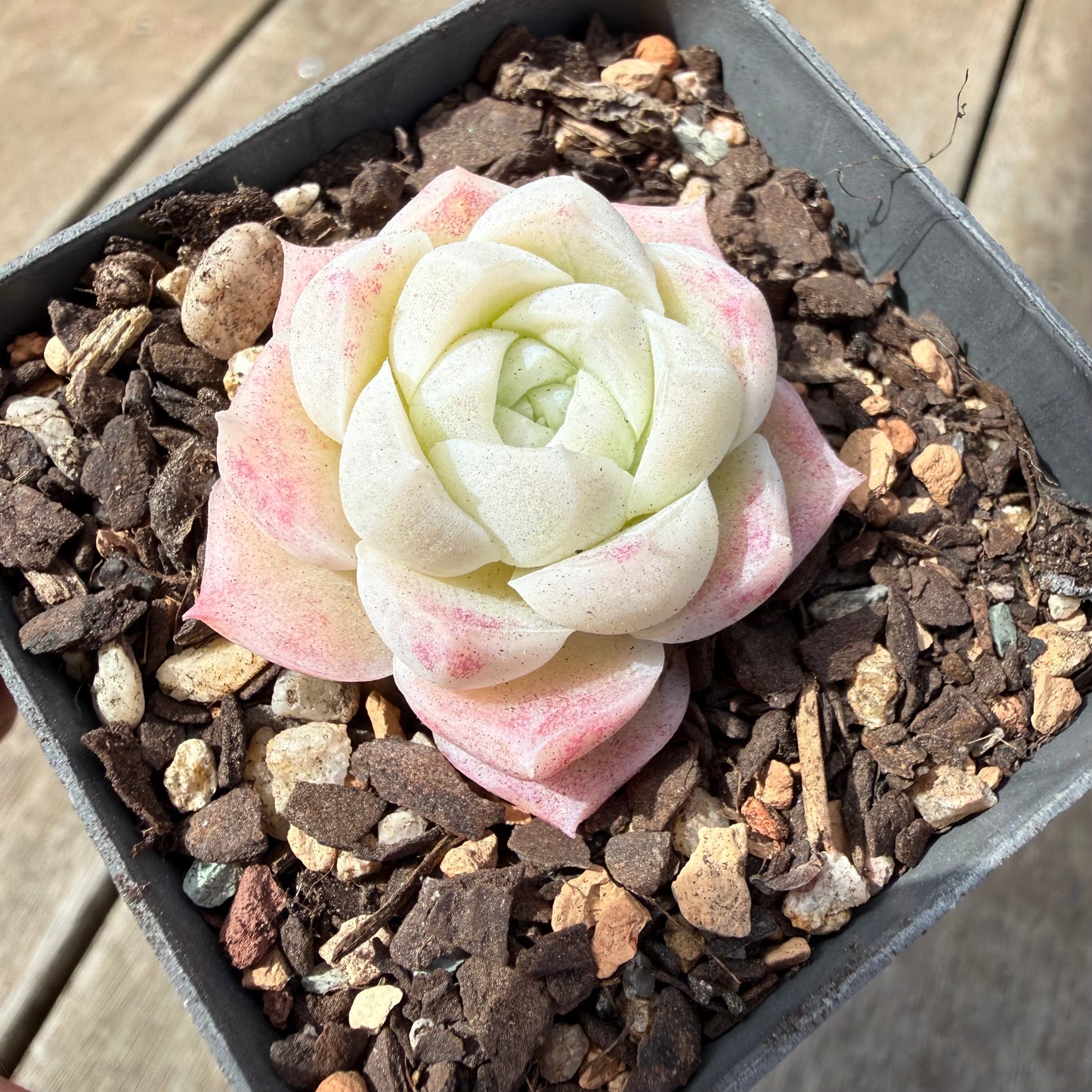 1410 Echeveria Elegans 'Crystal'