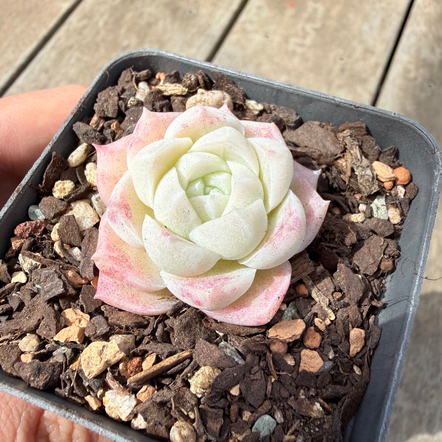 1410 Echeveria Elegans 'Crystal'