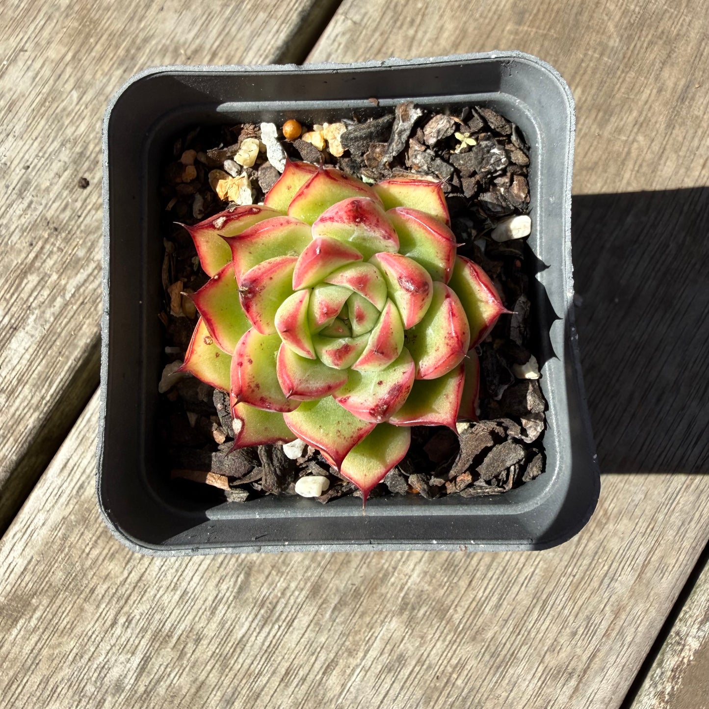 1410 Echeveria Firefly