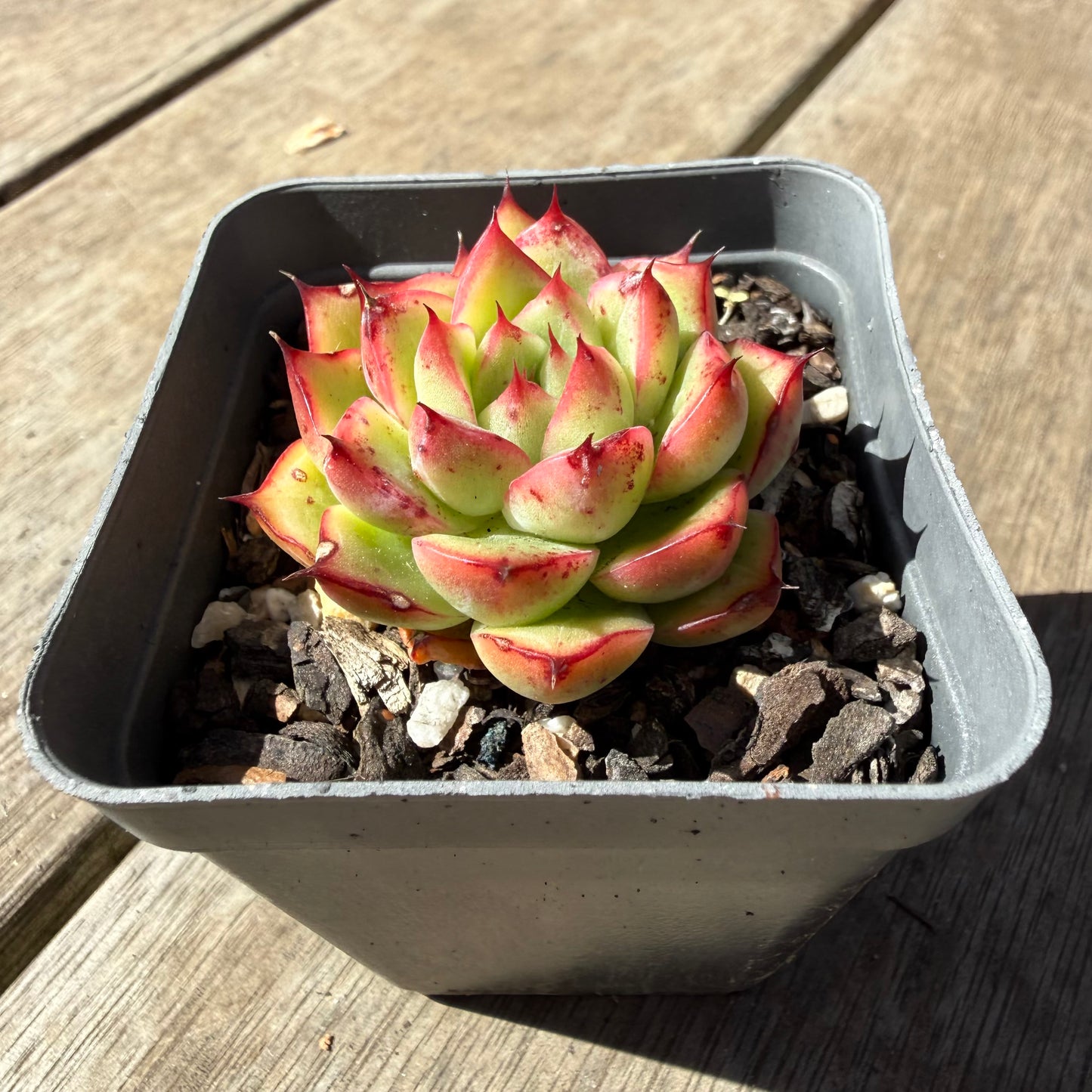 1410 Echeveria Firefly