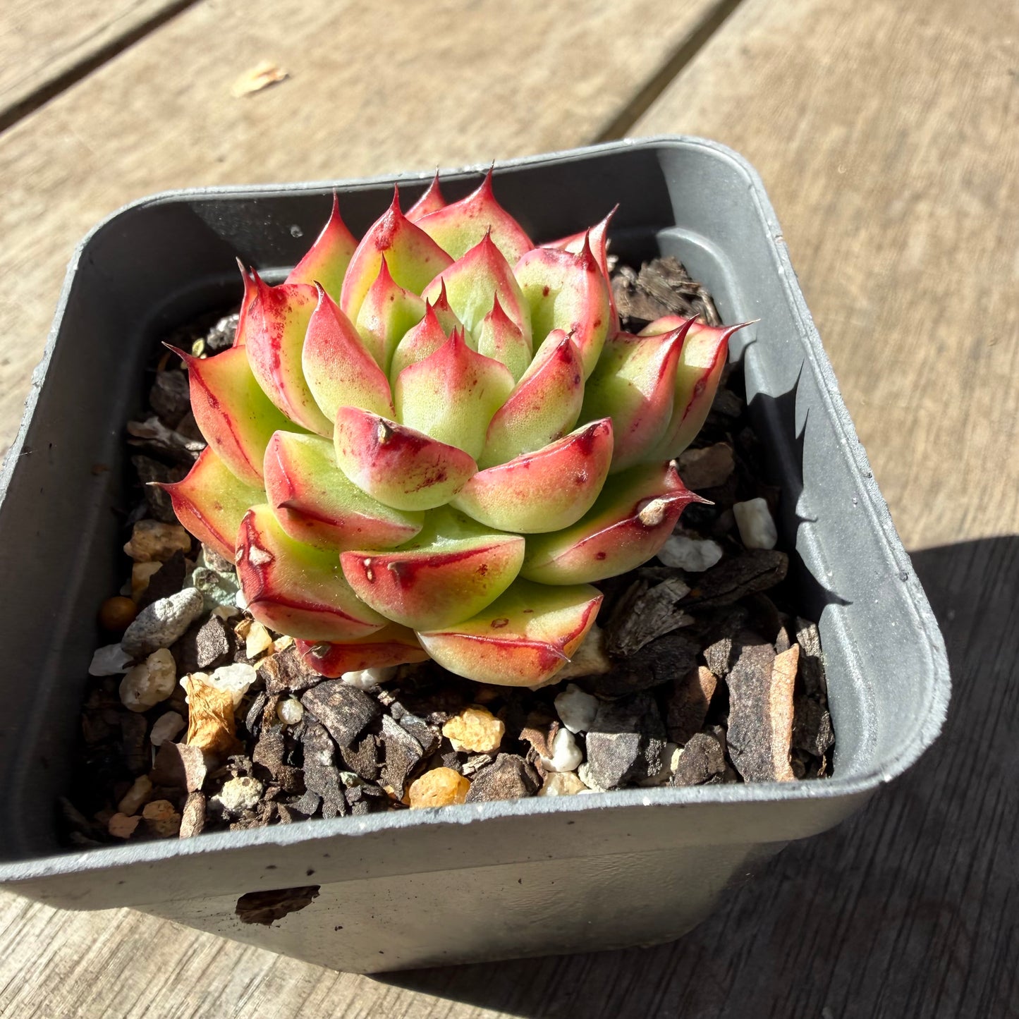 1410 Echeveria Firefly