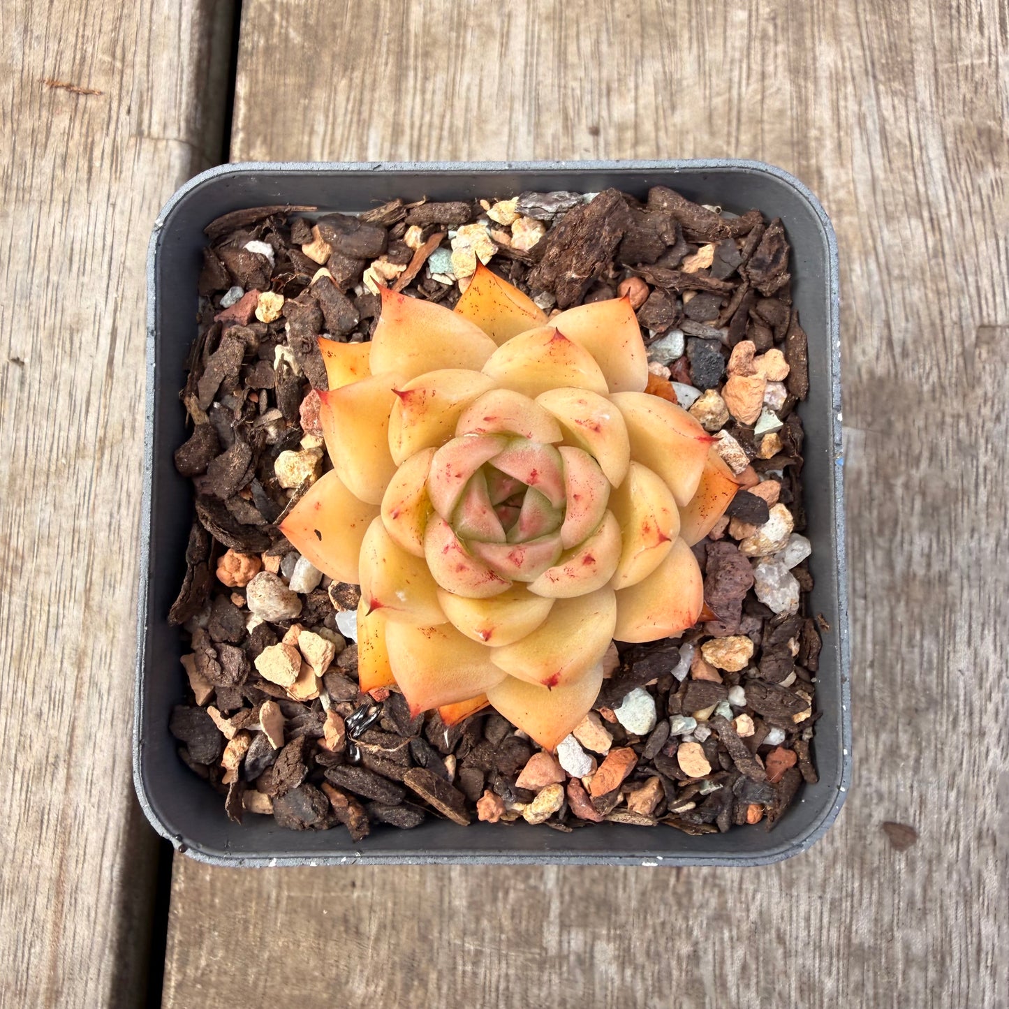 1410 Echeveria Malgan 'Apricot'