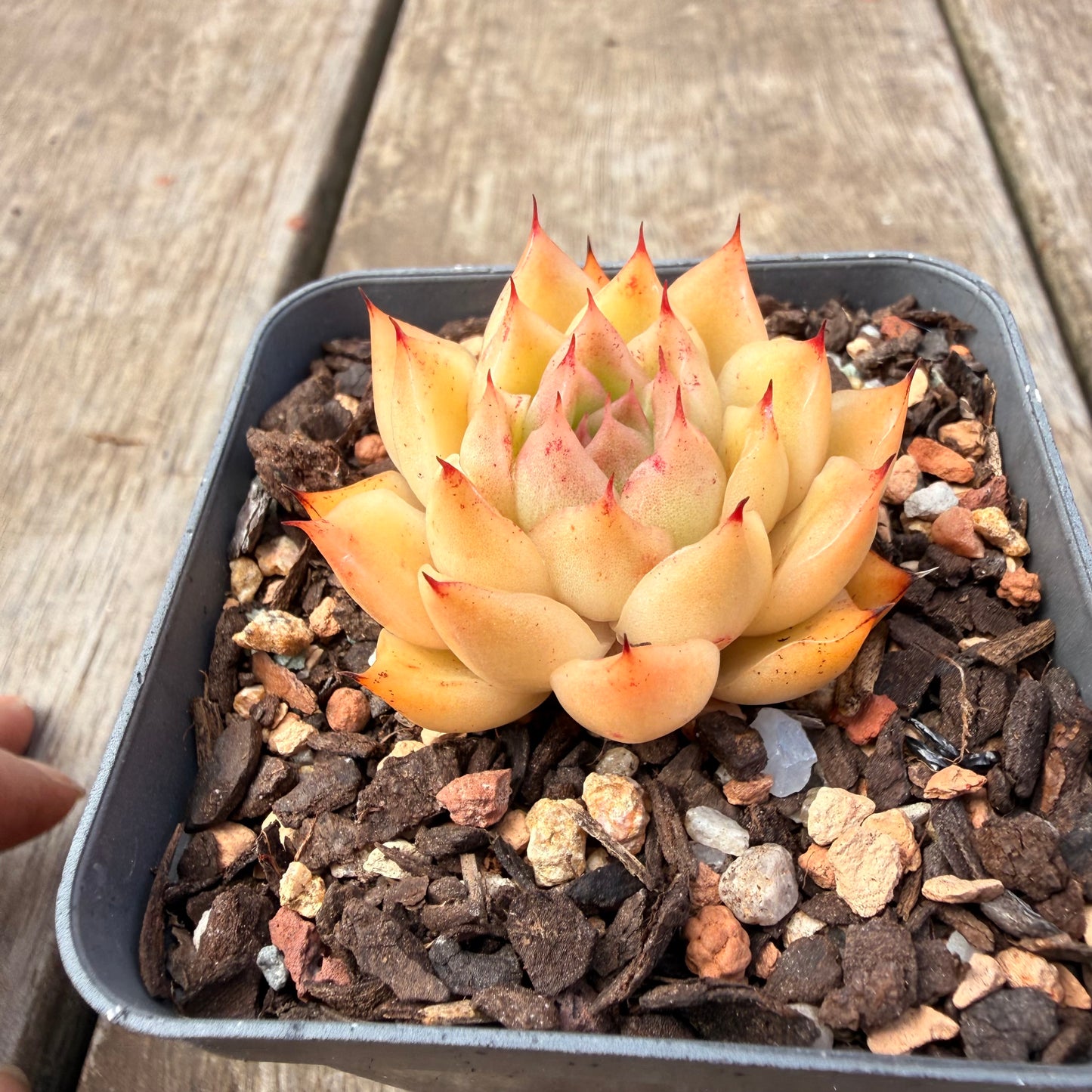 1410 Echeveria Malgan 'Apricot'