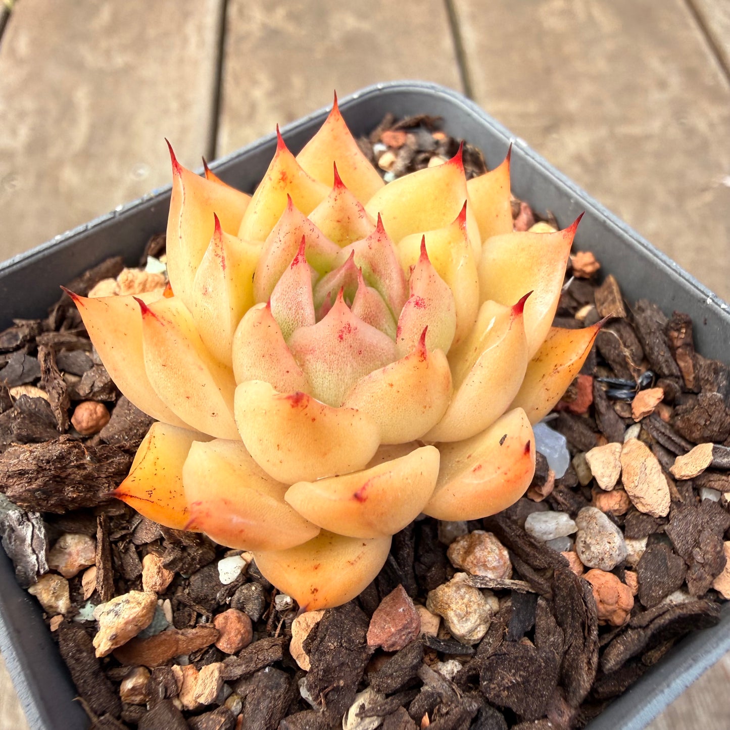 1410 Echeveria Malgan 'Apricot'