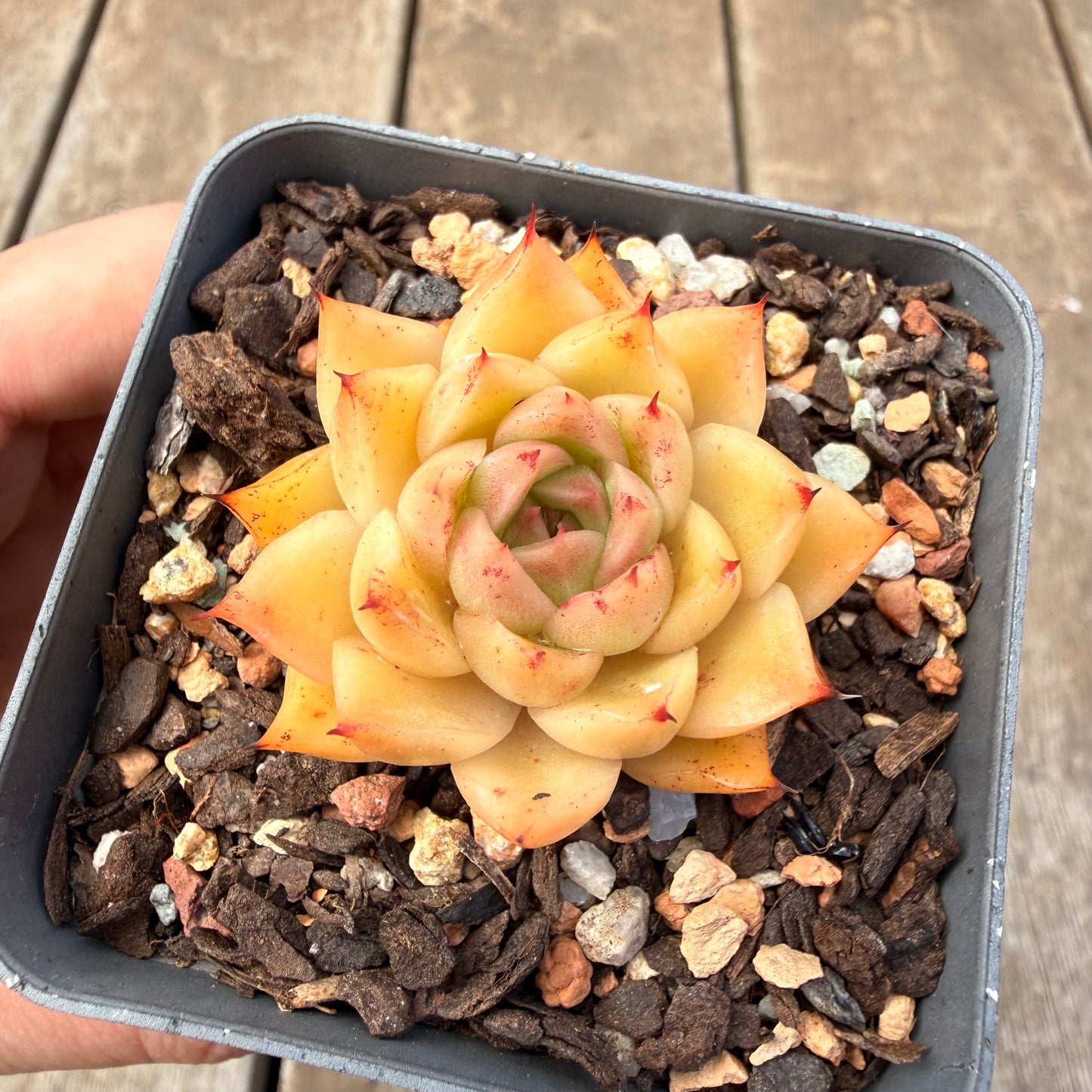 1410 Echeveria Malgan 'Apricot'