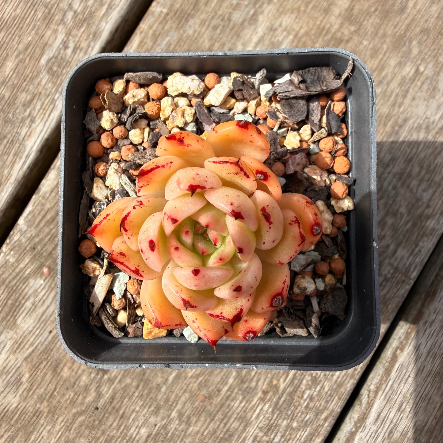 1410 Echeveria Malgan 'Red Capsicum' Korean Hybrid