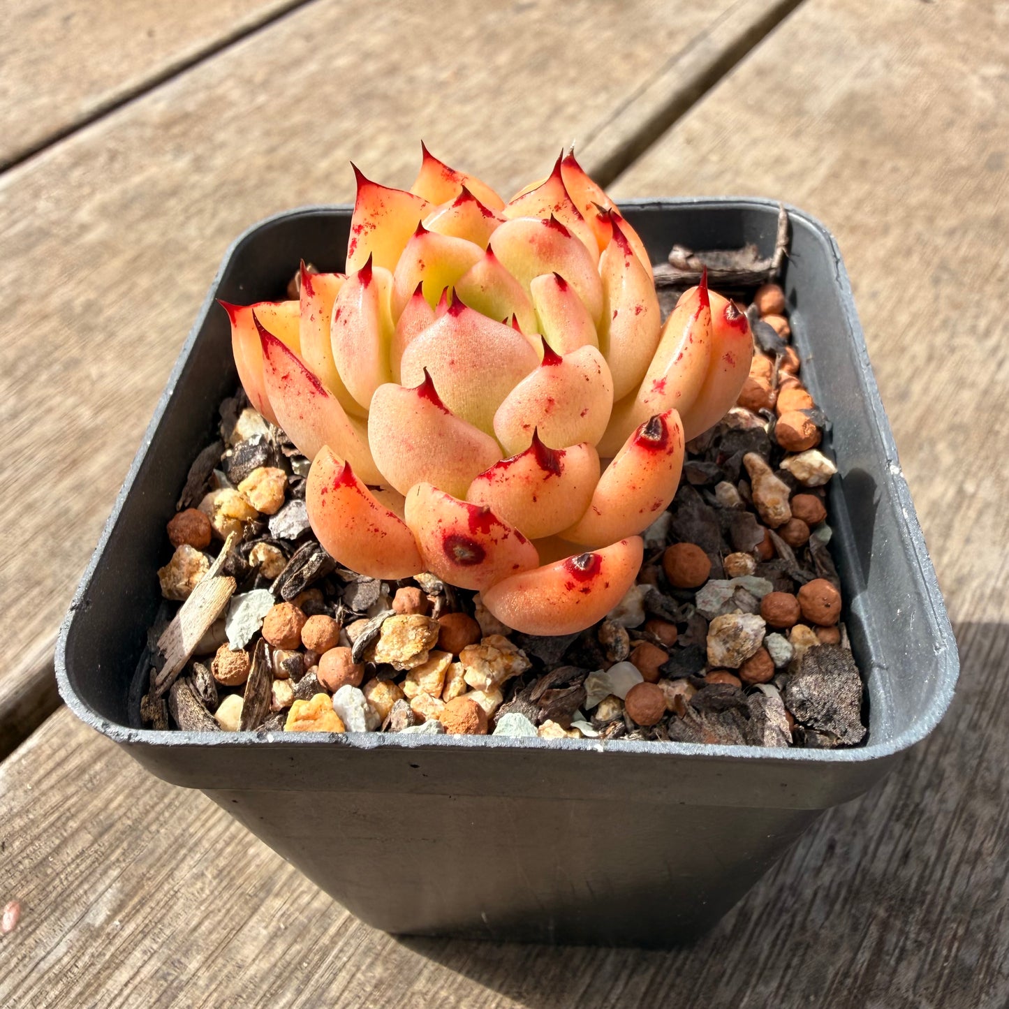1410 Echeveria Malgan 'Red Capsicum' Korean Hybrid