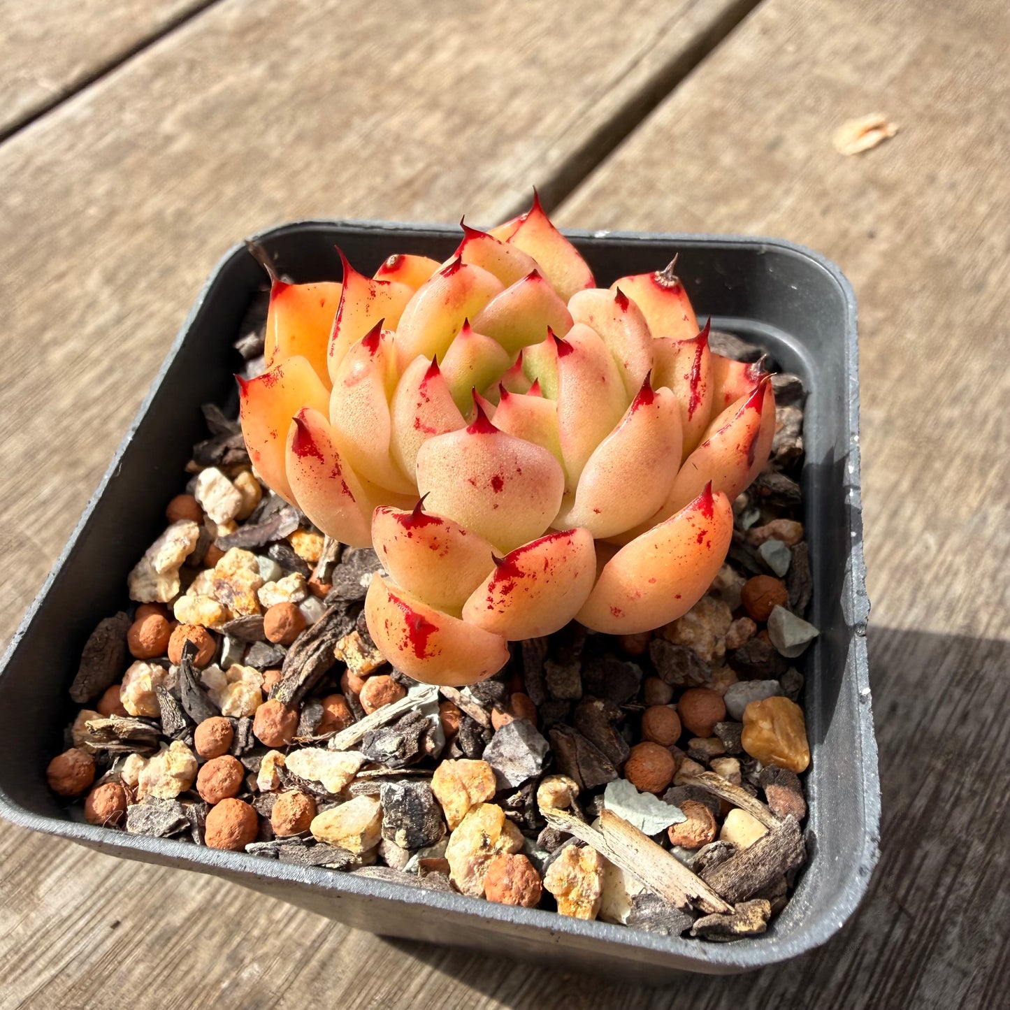 1410 Echeveria Malgan 'Red Capsicum' Korean Hybrid