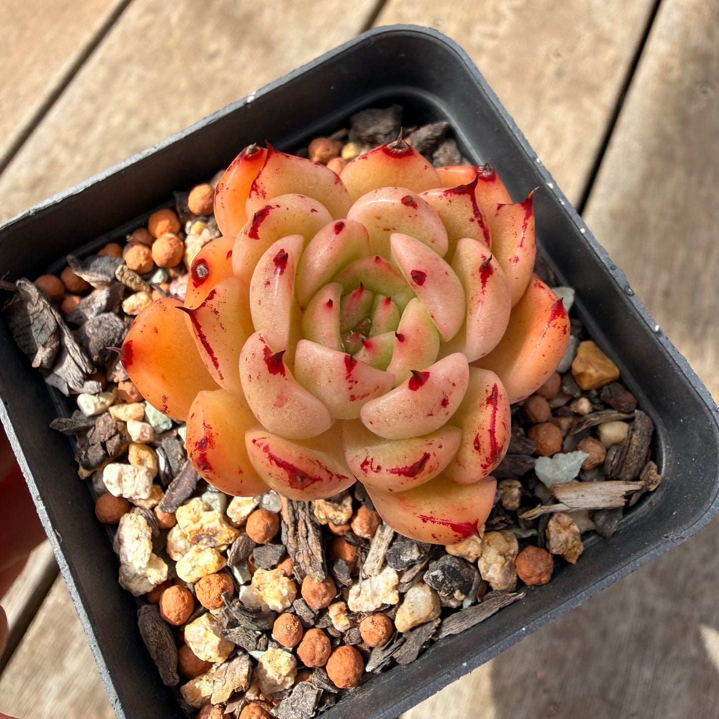 1410 Echeveria Malgan 'Red Capsicum' Korean Hybrid