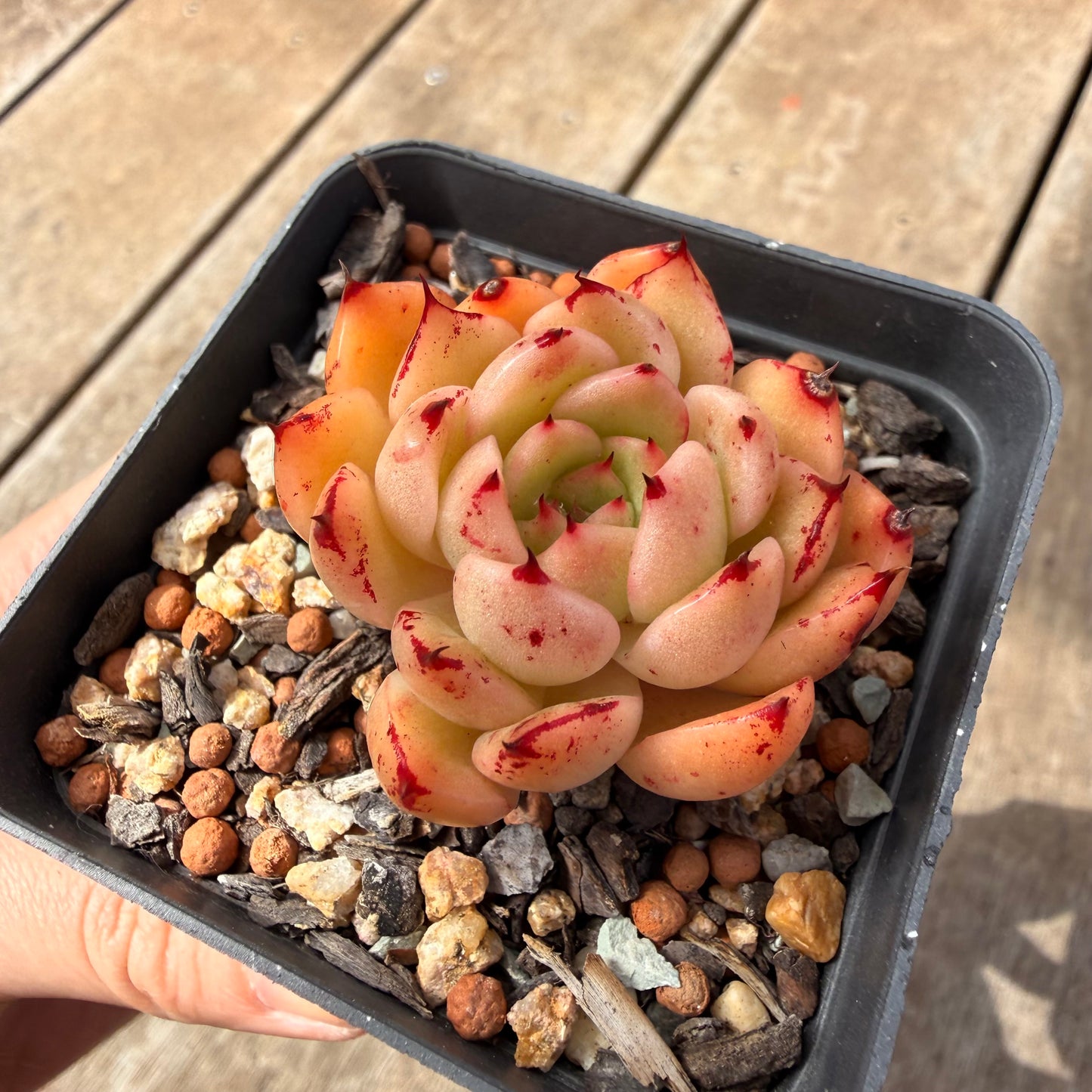 1410 Echeveria Malgan 'Red Capsicum' Korean Hybrid